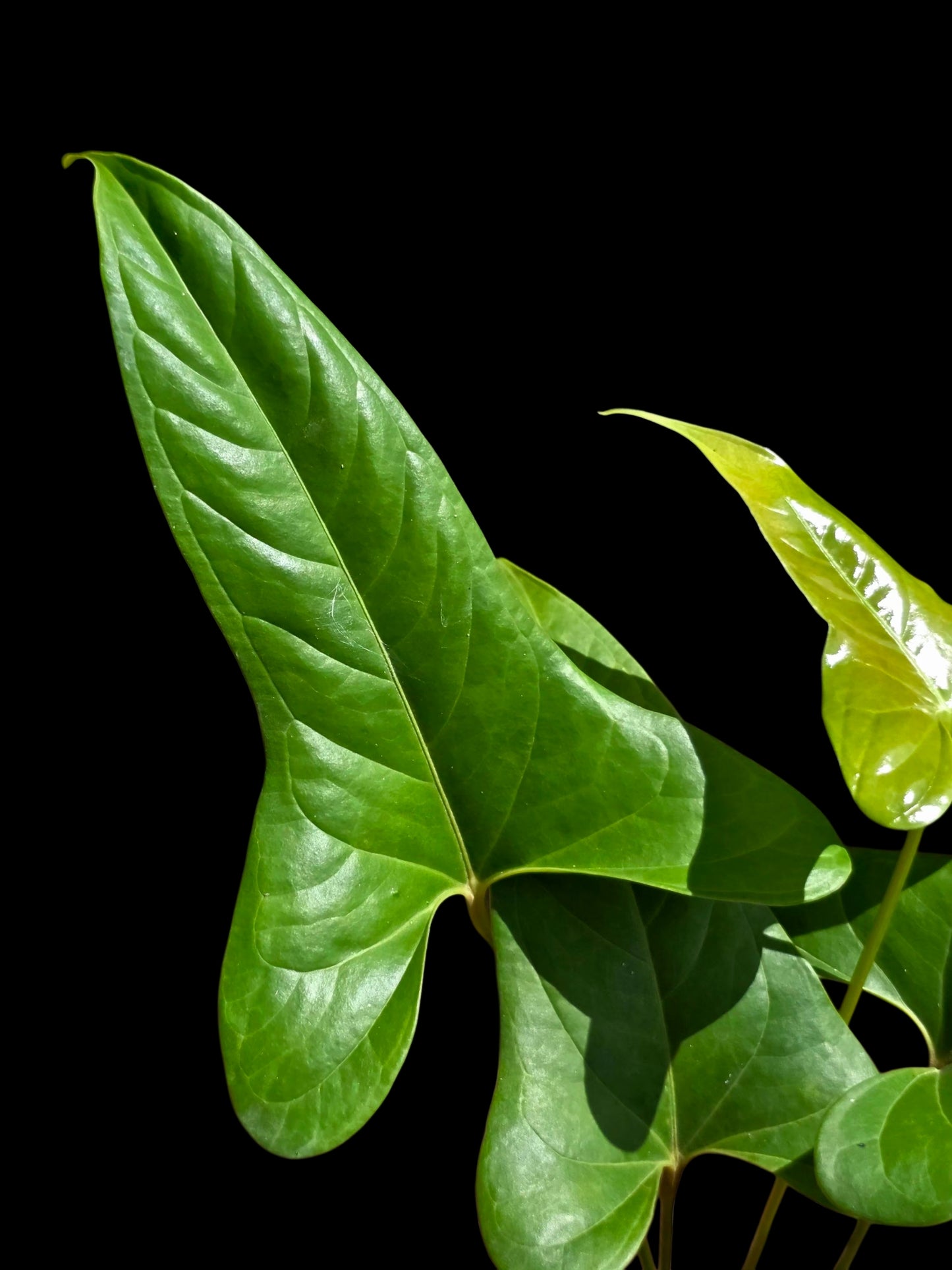 Anthurium sp. 'Moyobambae' Wild Ecotype (EXACT PLANT)