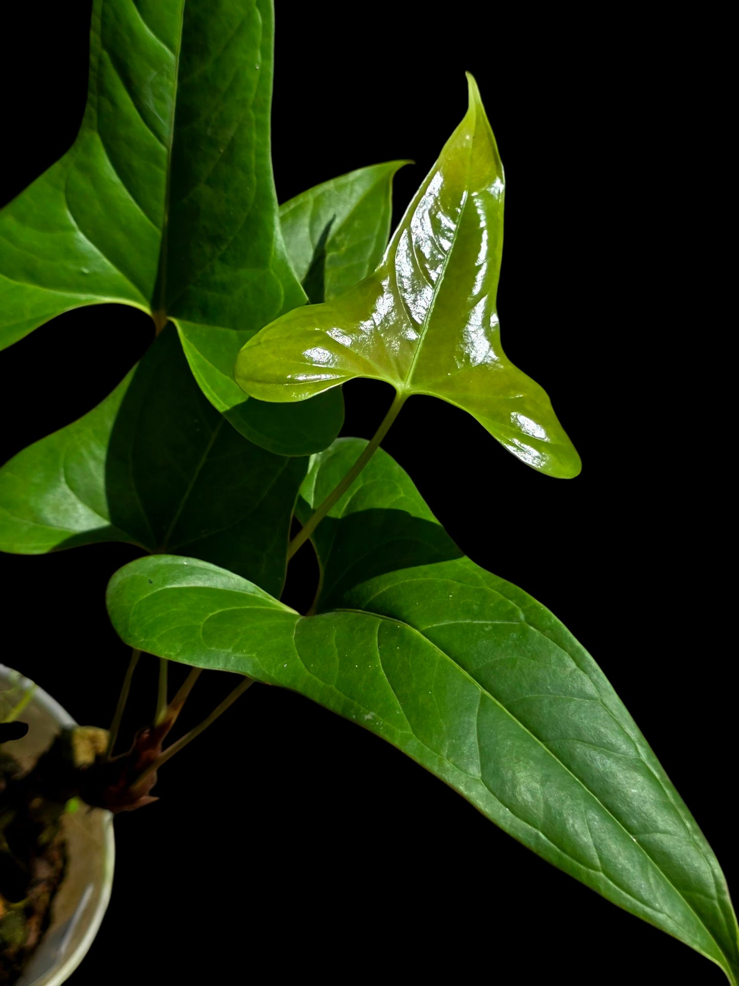 Anthurium sp. 'Moyobambae' Wild Ecotype (EXACT PLANT)