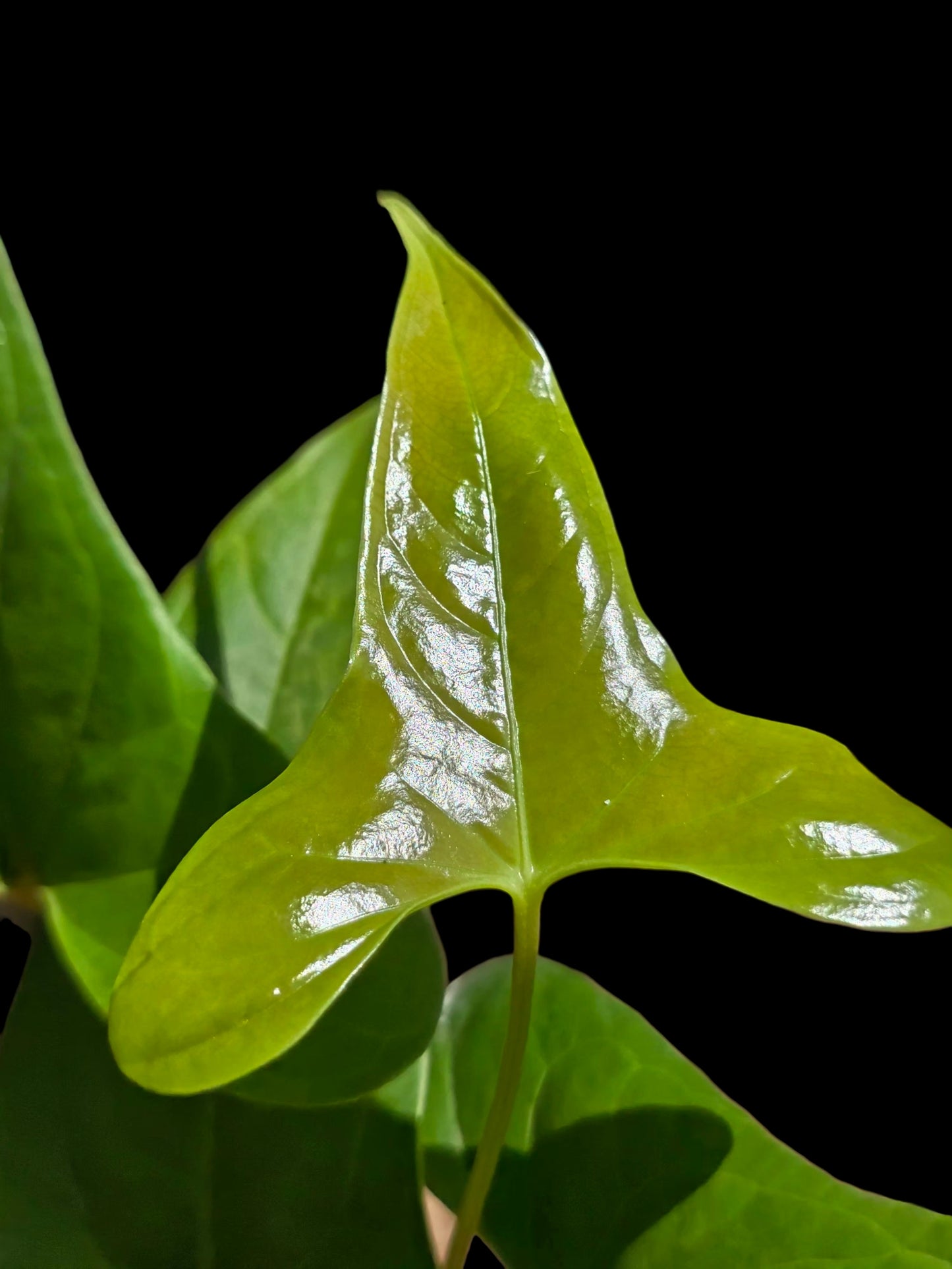 Anthurium sp. 'Moyobambae' Wild Ecotype (EXACT PLANT)