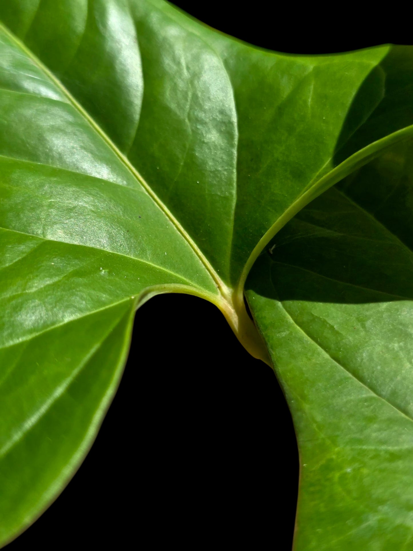 Anthurium sp. 'Moyobambae' Wild Ecotype (EXACT PLANT)
