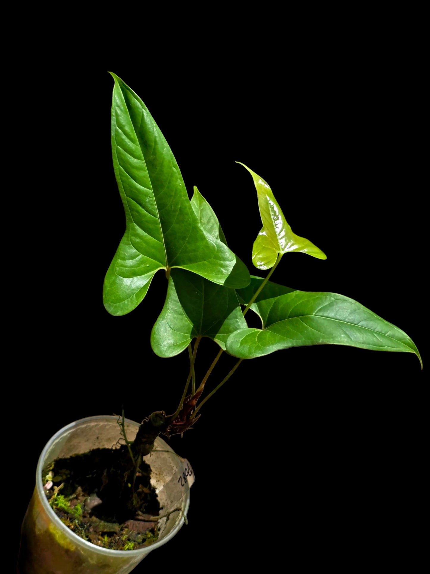 Anthurium sp. 'Moyobambae' Wild Ecotype (EXACT PLANT)