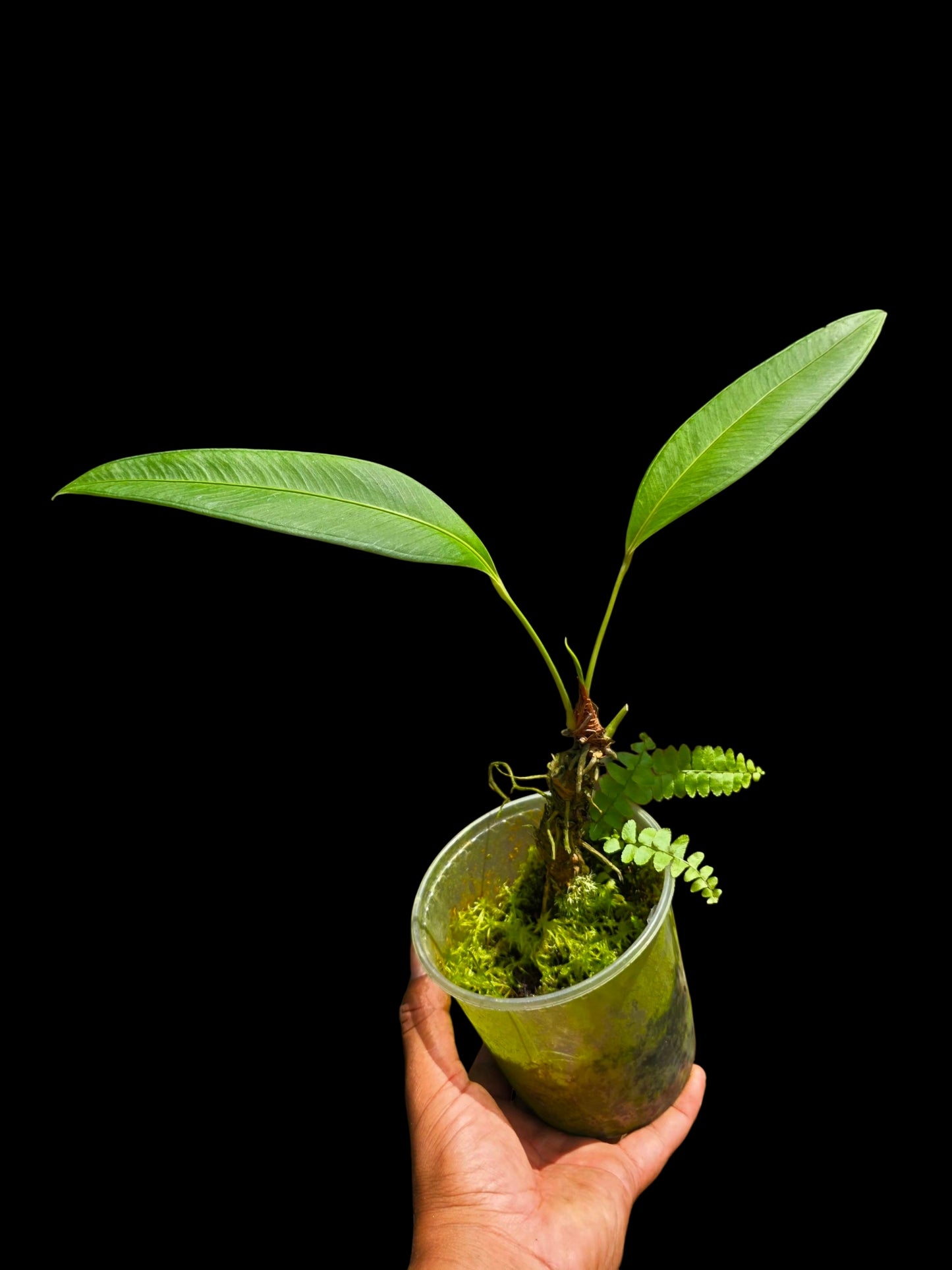 Anthurium sp. 'Lancea' Wild Ecotype (EXACT PLANT)