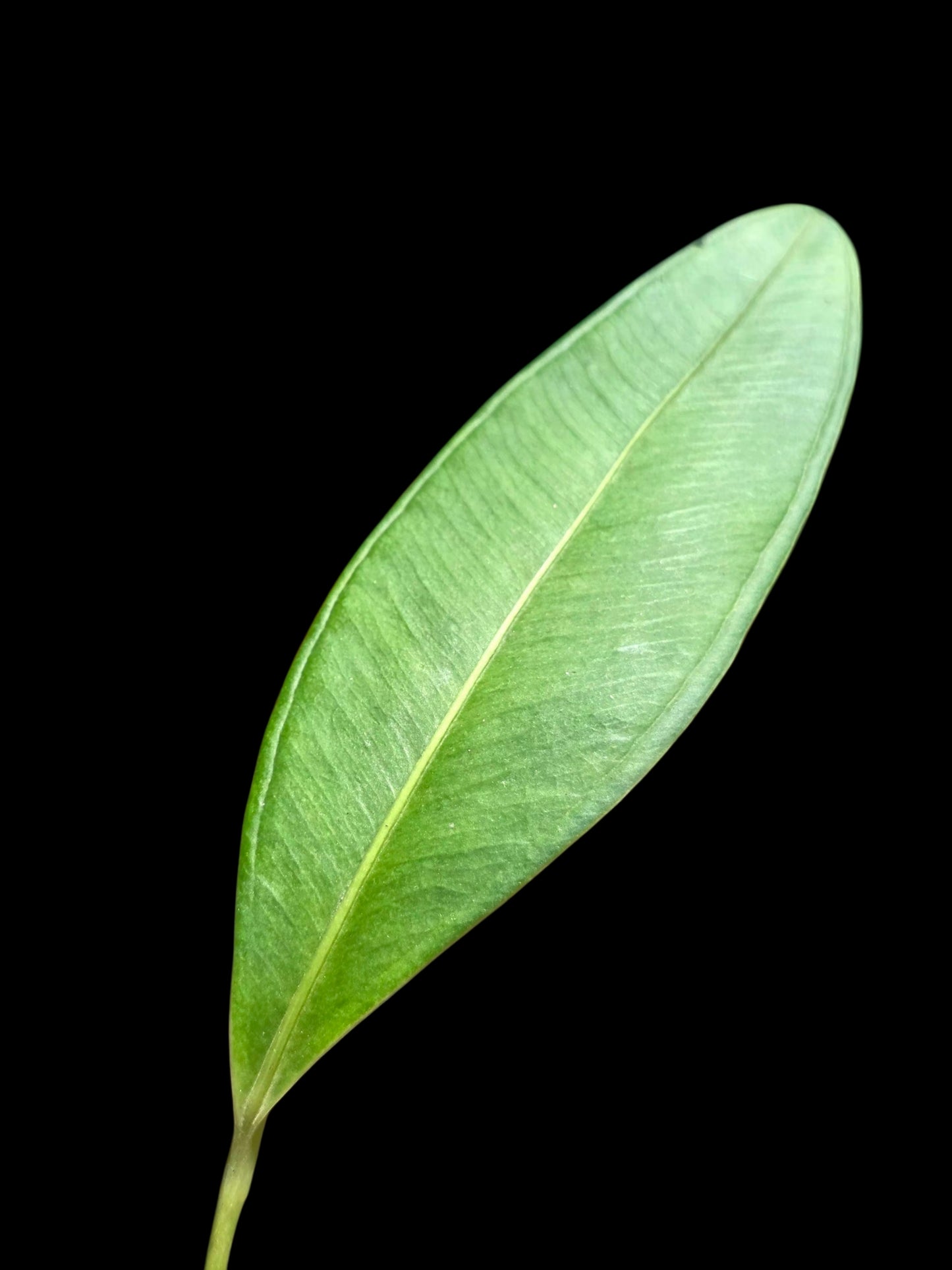 Anthurium sp. 'Lancea' Wild Ecotype (EXACT PLANT)