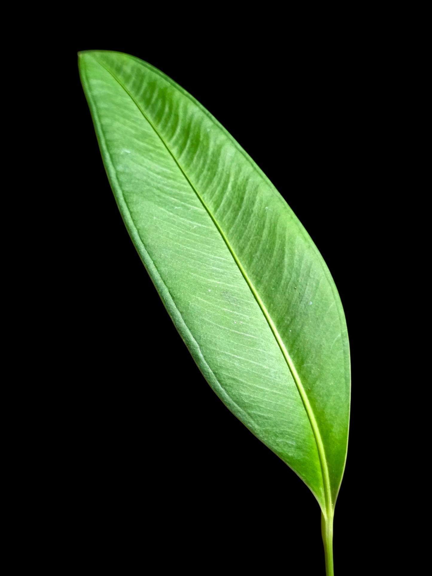Anthurium sp. 'Lancea' Wild Ecotype (EXACT PLANT)