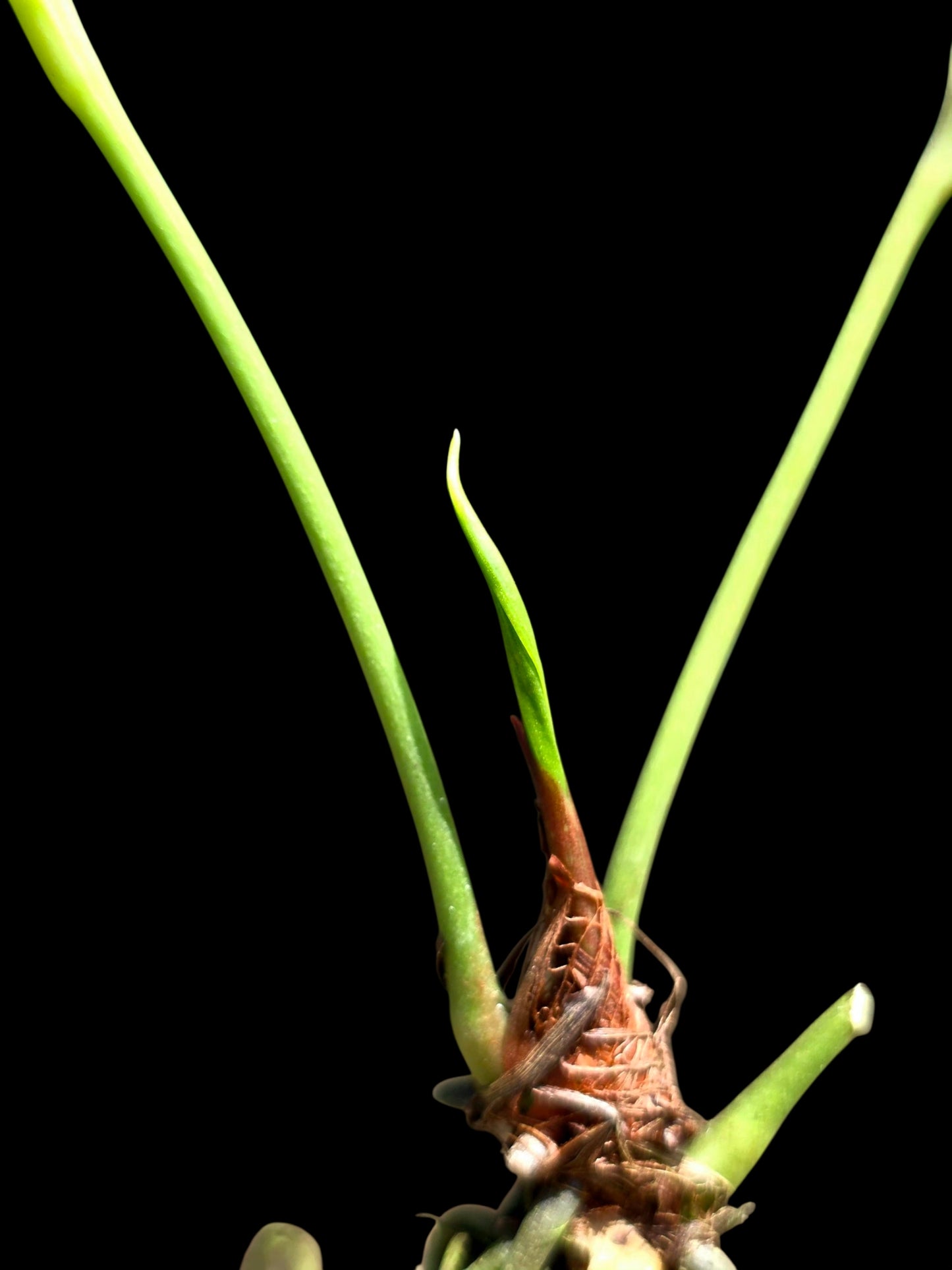 Anthurium sp. 'Lancea' Wild Ecotype (EXACT PLANT)