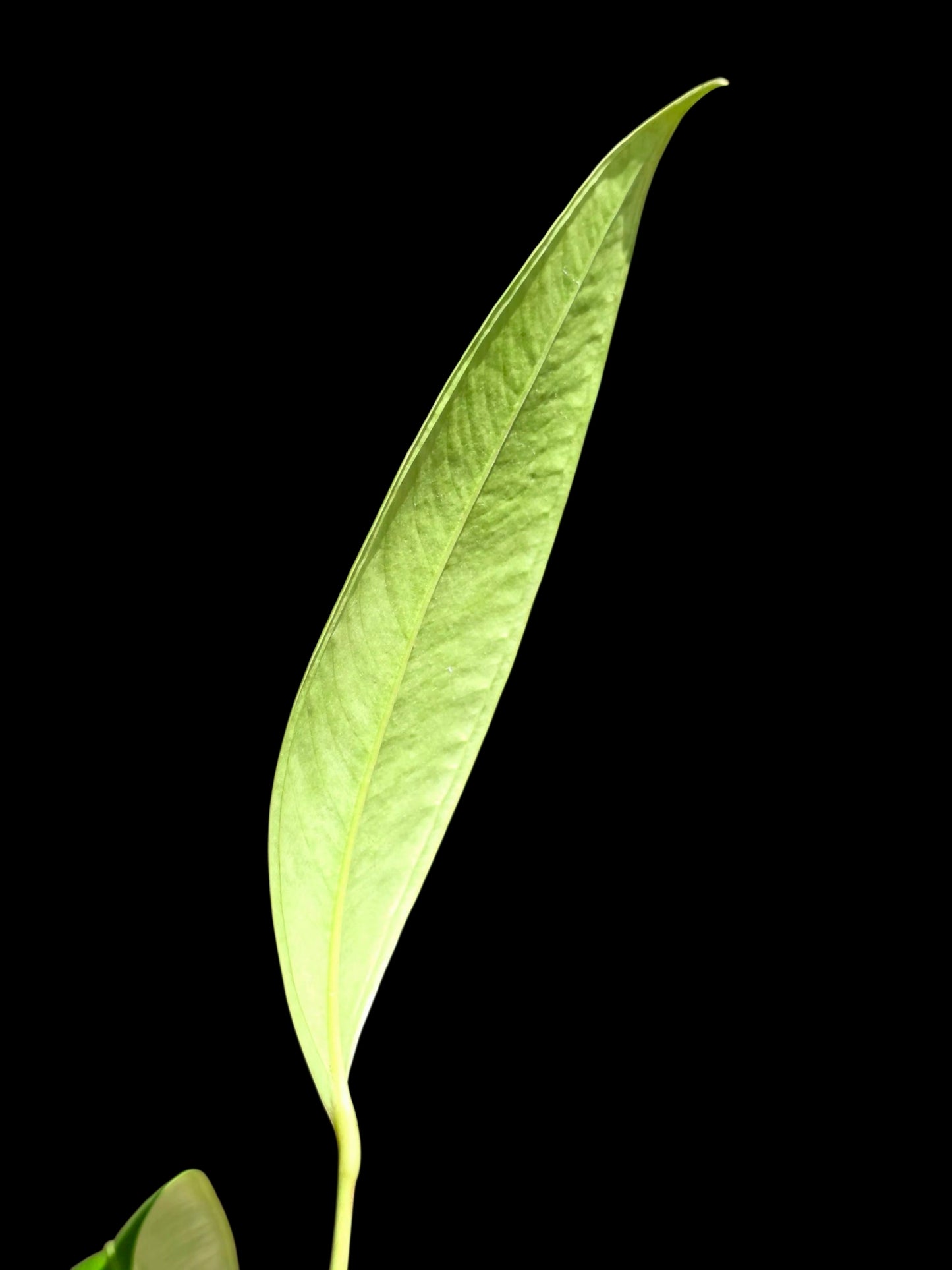 Anthurium sp. 'Lancea' Wild Ecotype (EXACT PLANT)