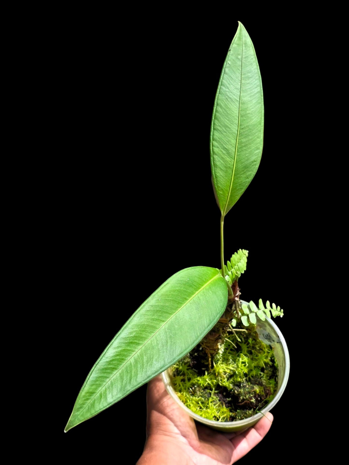 Anthurium sp. 'Lancea' Wild Ecotype (EXACT PLANT)