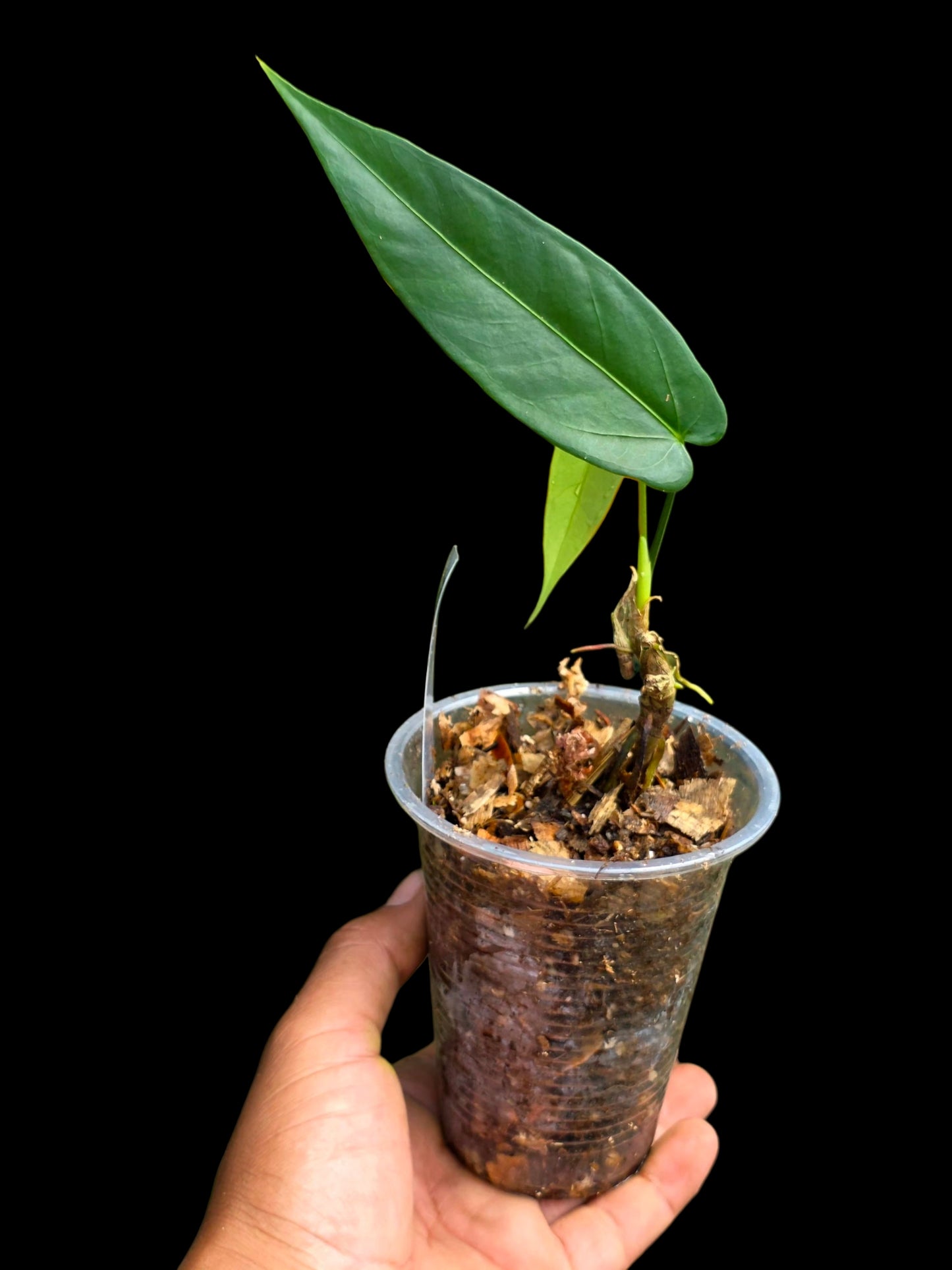 Anthurium sp. 'Lanceolatus' (EXACT PLANT)
