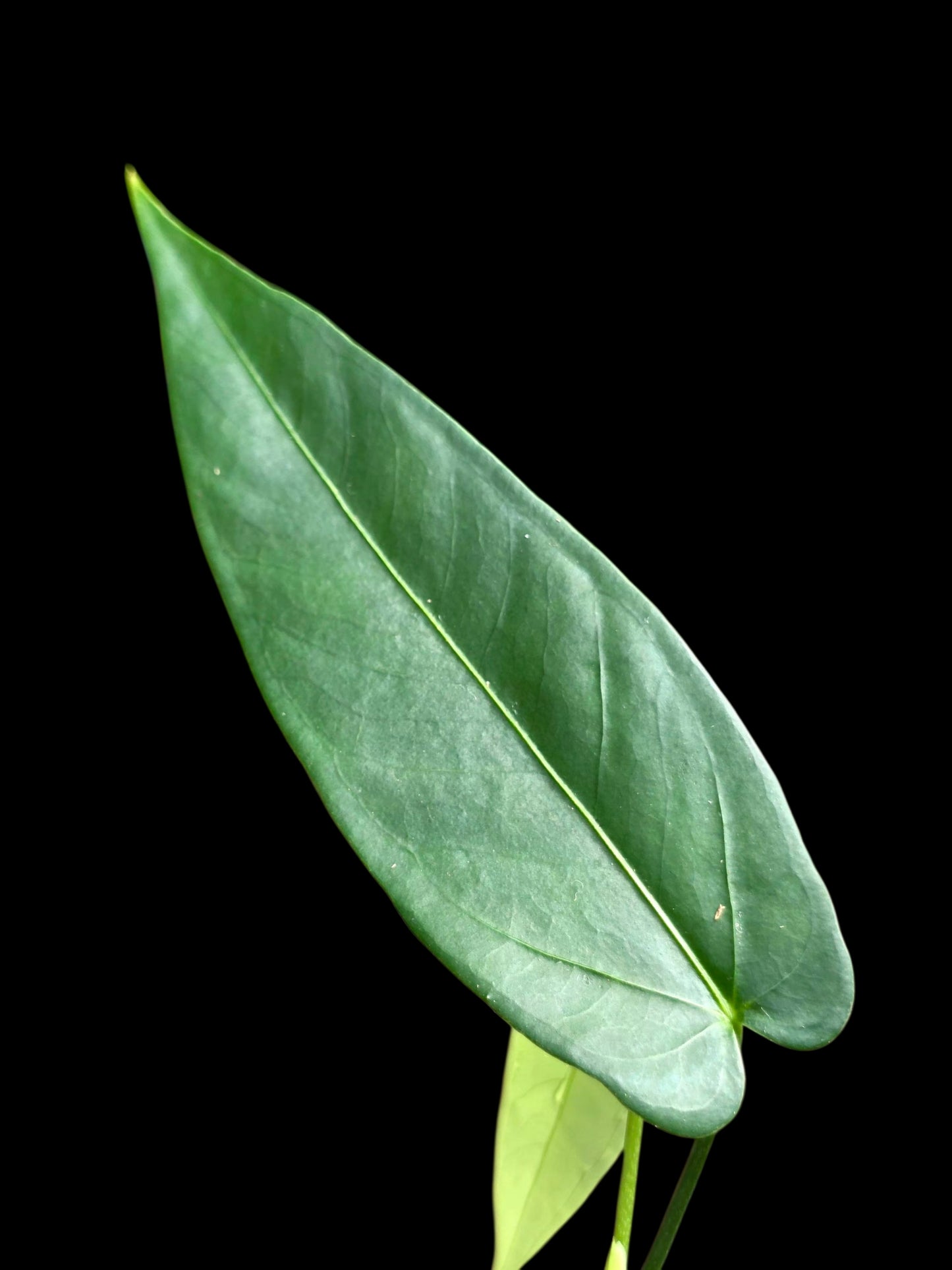 Anthurium sp. 'Lanceolatus' (EXACT PLANT)