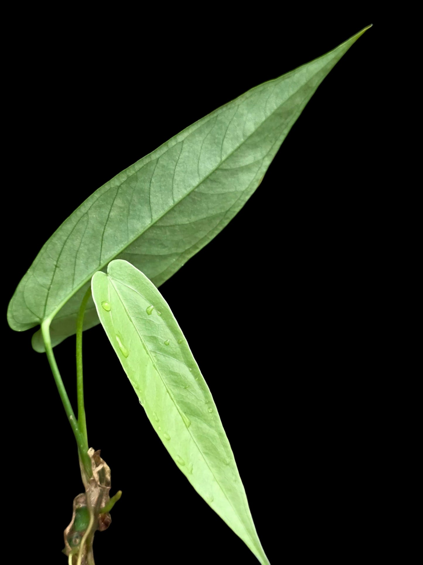 Anthurium sp. 'Lanceolatus' (EXACT PLANT)