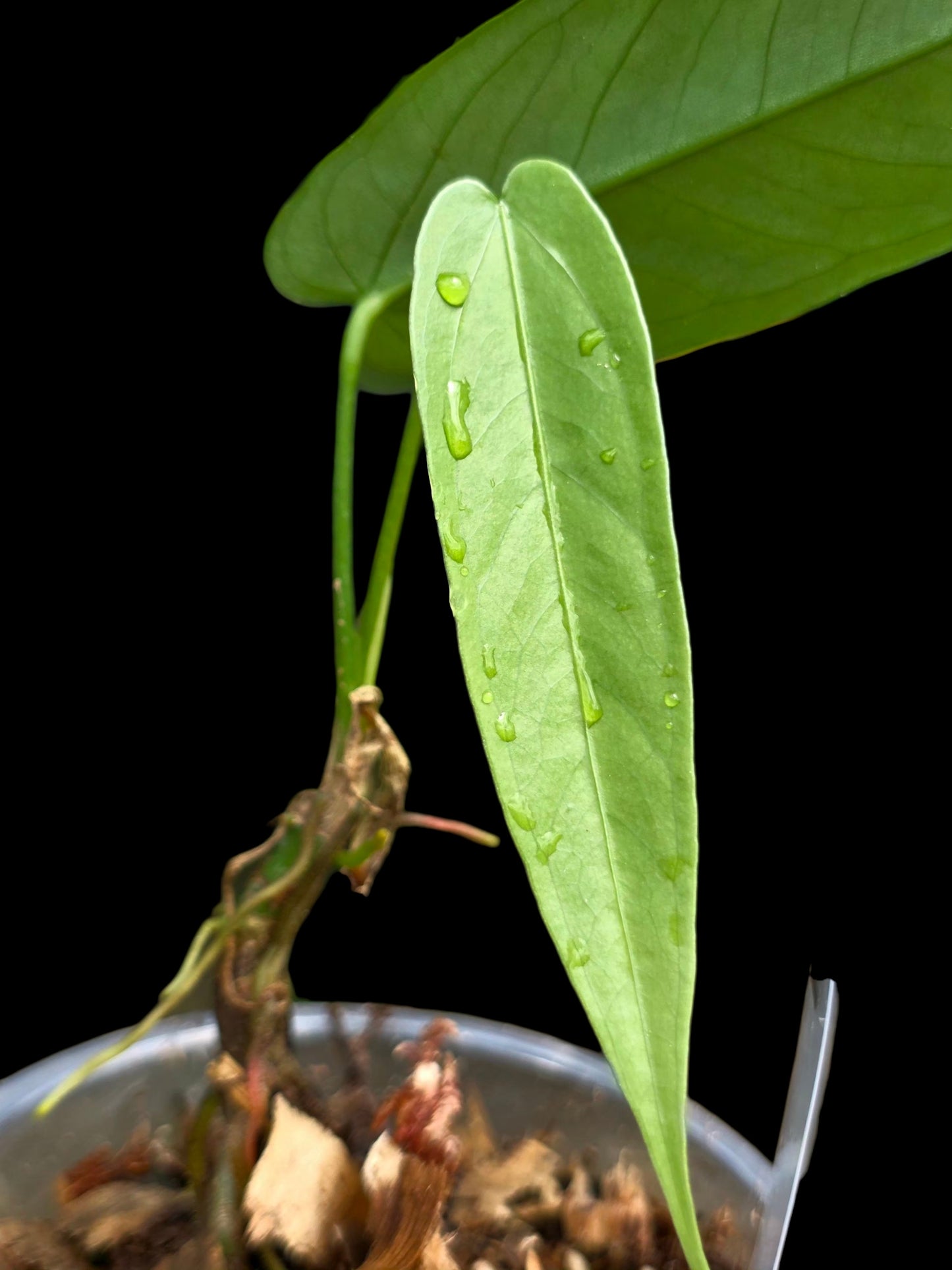Anthurium sp. 'Lanceolatus' (EXACT PLANT)