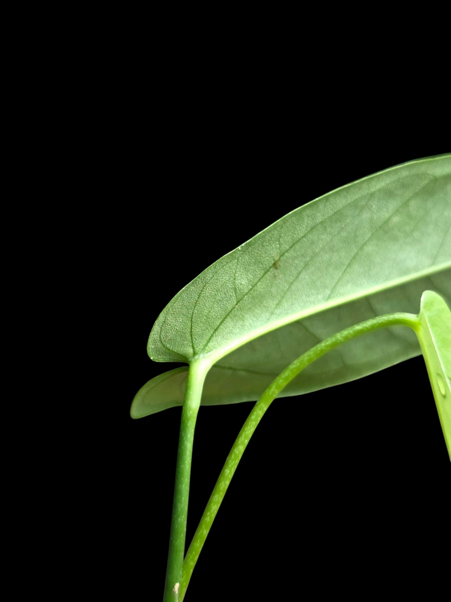 Anthurium sp. 'Lanceolatus' (EXACT PLANT)