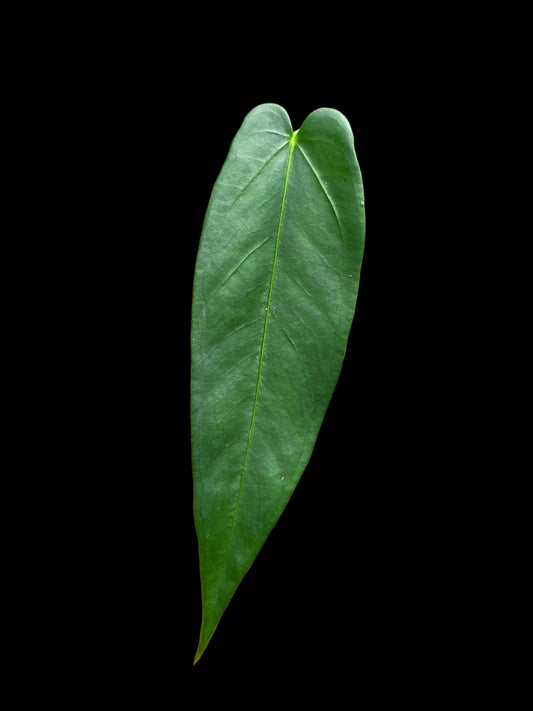Anthurium sp. 'Lanceolatus' (EXACT PLANT)