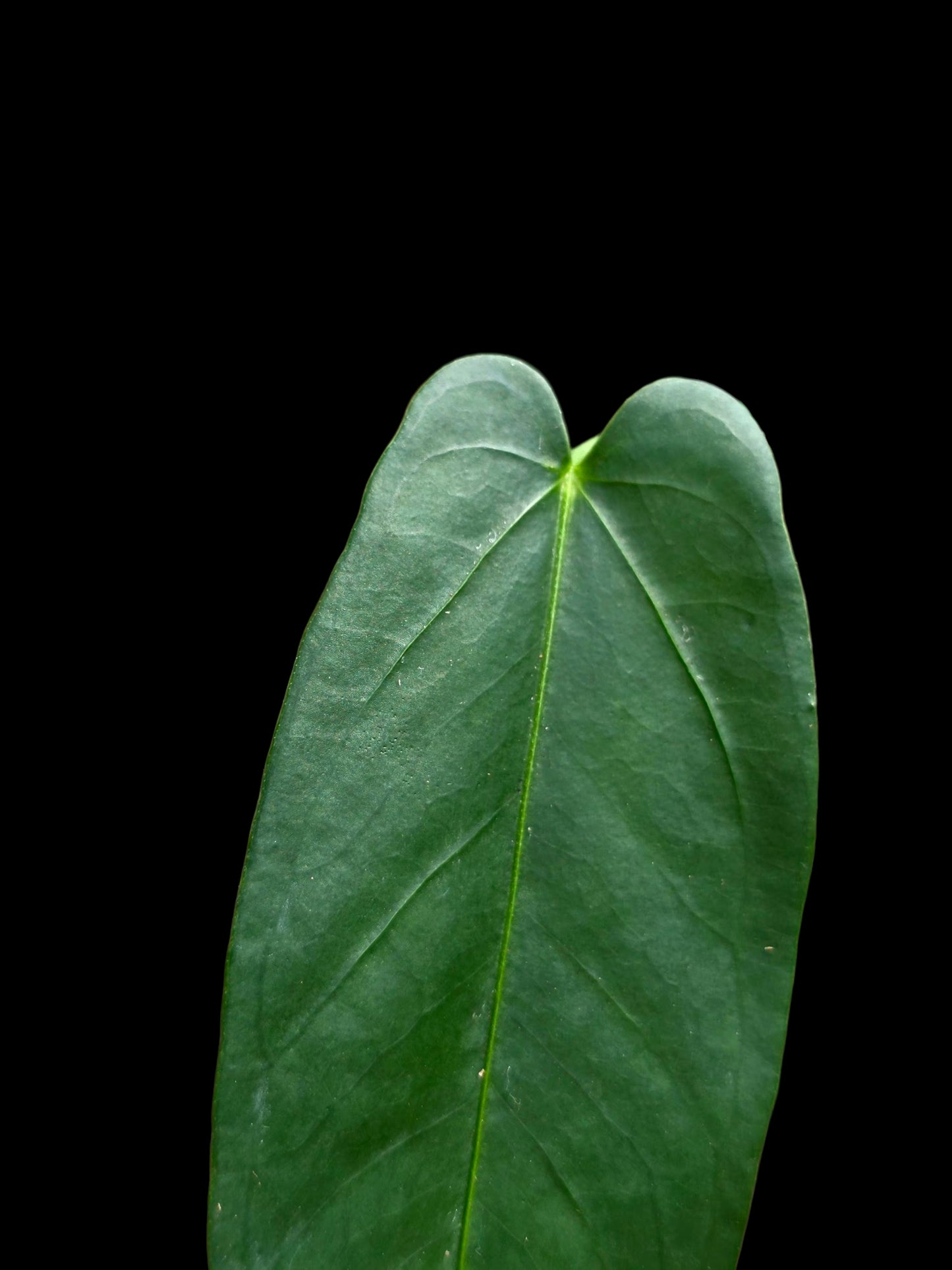 Anthurium sp. 'Lanceolatus' (EXACT PLANT)