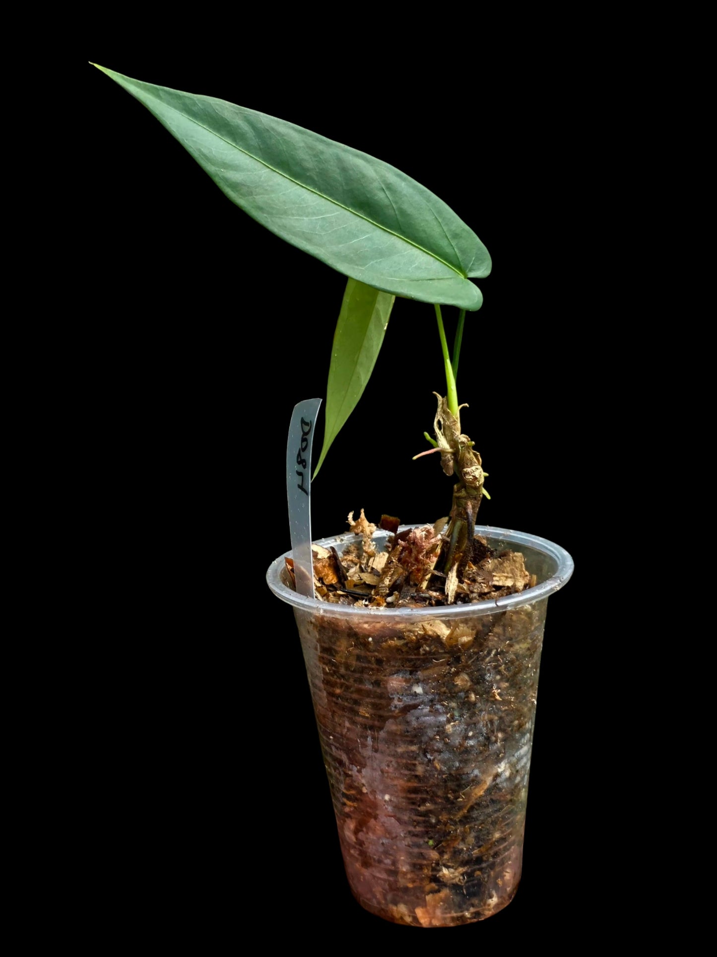 Anthurium sp. 'Lanceolatus' (EXACT PLANT)
