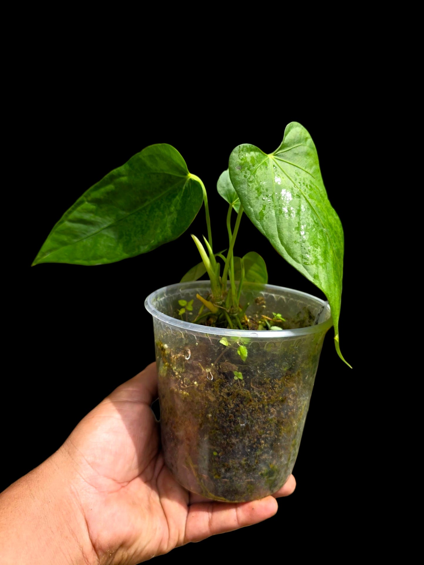 Anthurium sp. 'Cachiyacu' Wild Ecotype (EXACT PLANT)