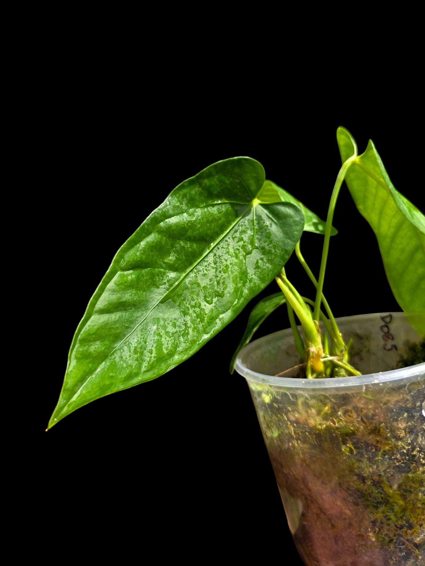 Anthurium sp. 'Cachiyacu' Wild Ecotype (EXACT PLANT)