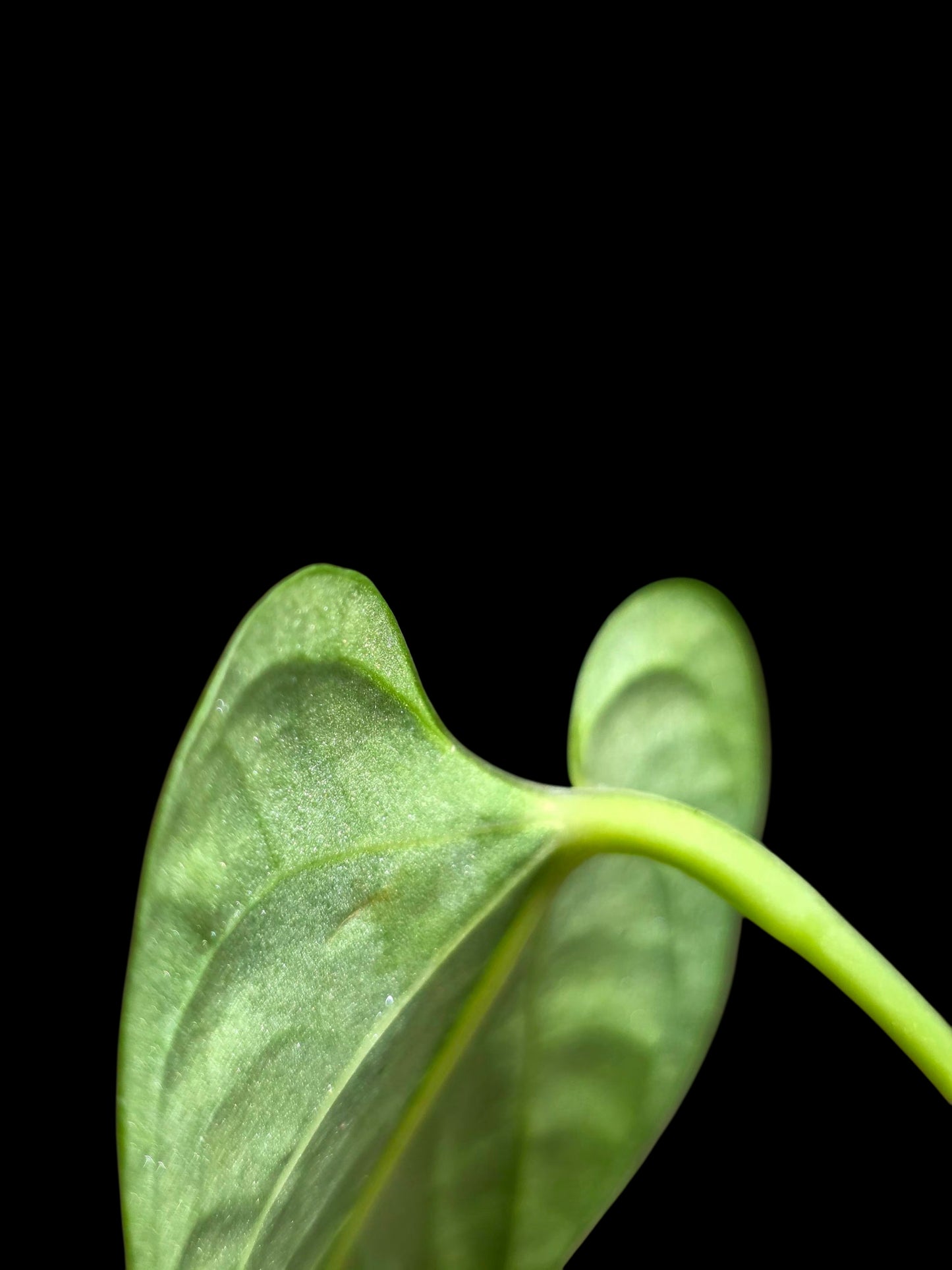 Anthurium sp. 'Cachiyacu' Wild Ecotype (EXACT PLANT)