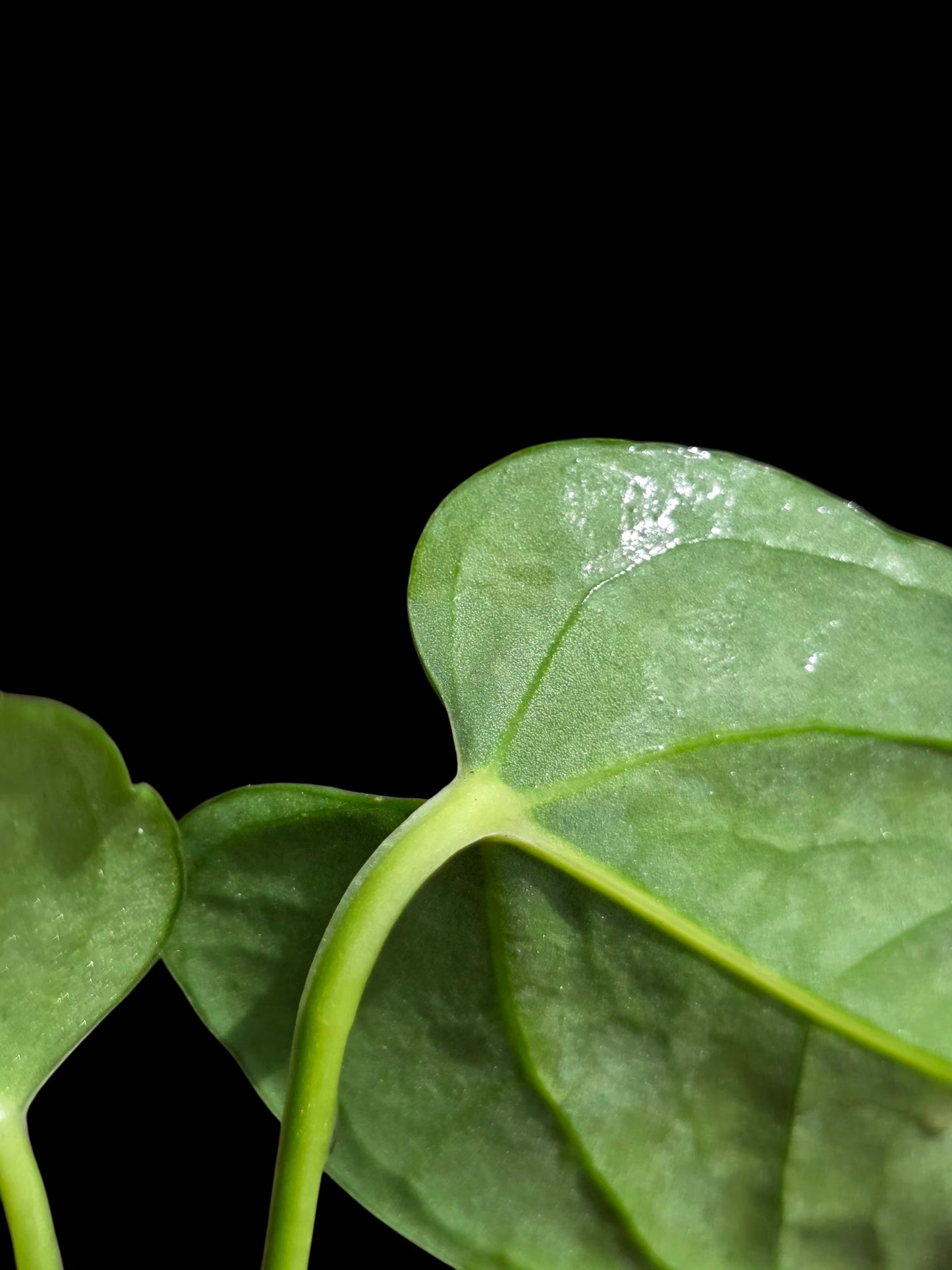 Anthurium sp. 'Cachiyacu' Wild Ecotype (EXACT PLANT)