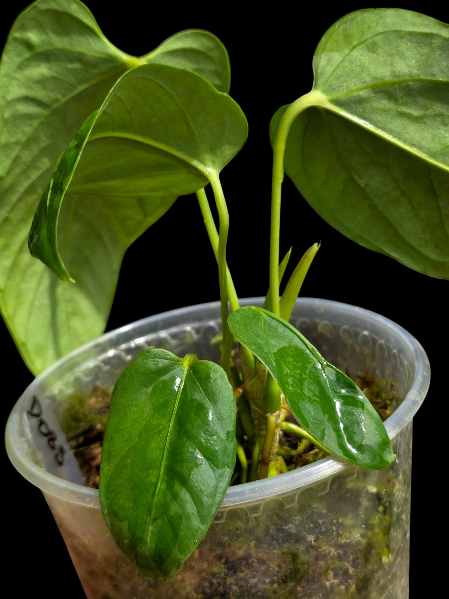 Anthurium sp. 'Cachiyacu' Wild Ecotype (EXACT PLANT)