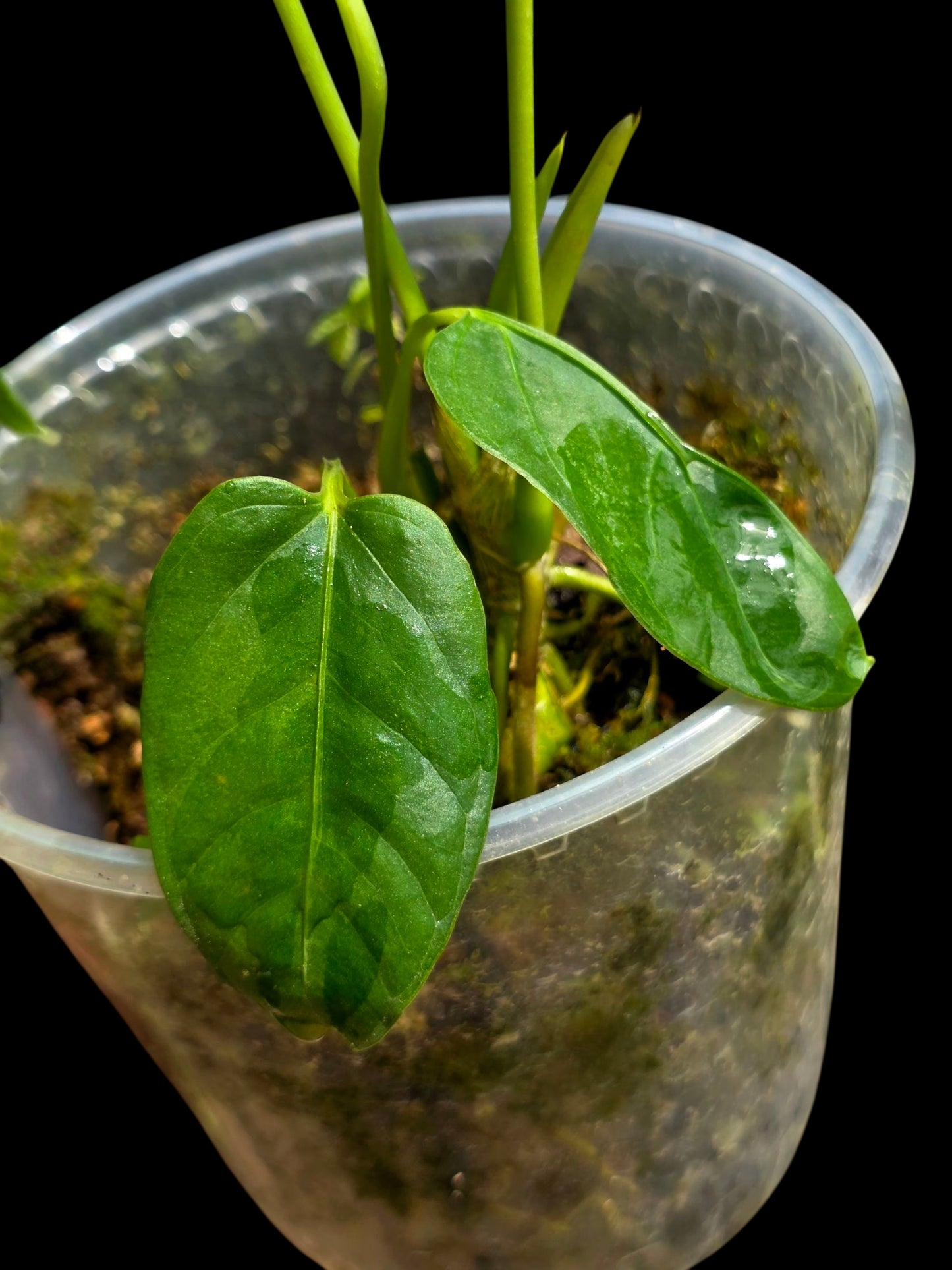 Anthurium sp. 'Cachiyacu' Wild Ecotype (EXACT PLANT)