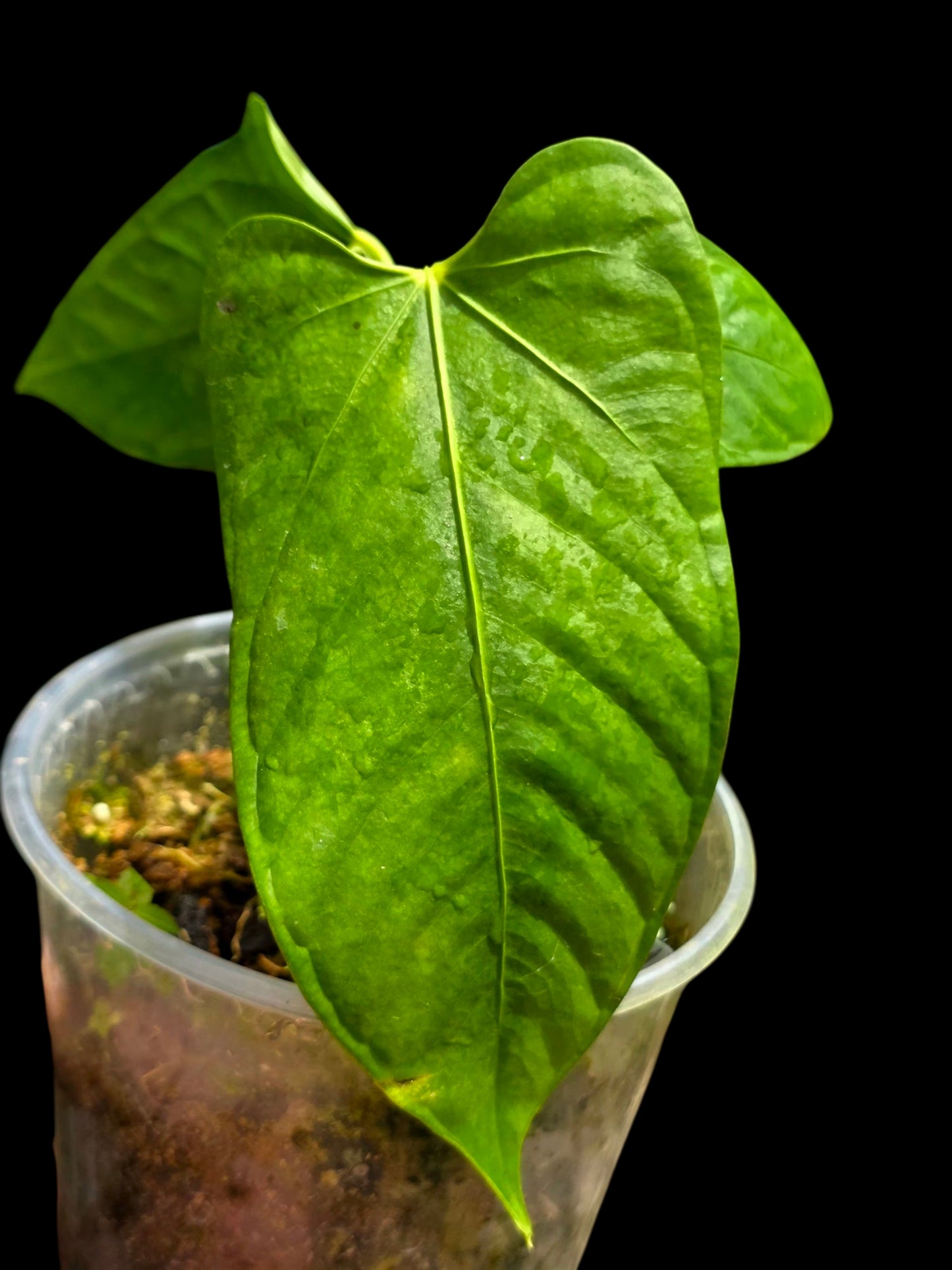 Anthurium sp. 'Cachiyacu' Wild Ecotype (EXACT PLANT)