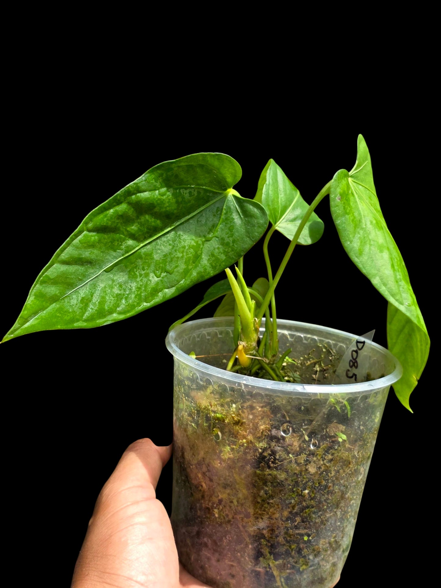 Anthurium sp. 'Cachiyacu' Wild Ecotype (EXACT PLANT)