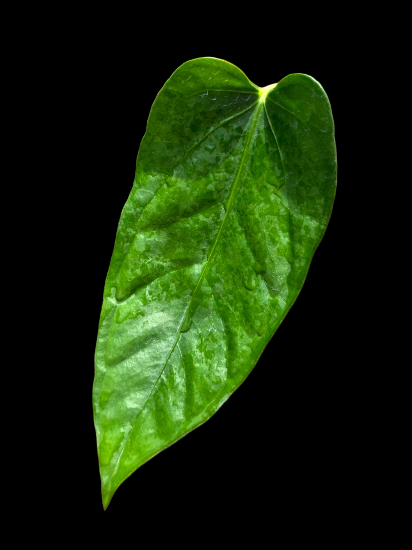 Anthurium sp. 'Cachiyacu' Wild Ecotype (EXACT PLANT)