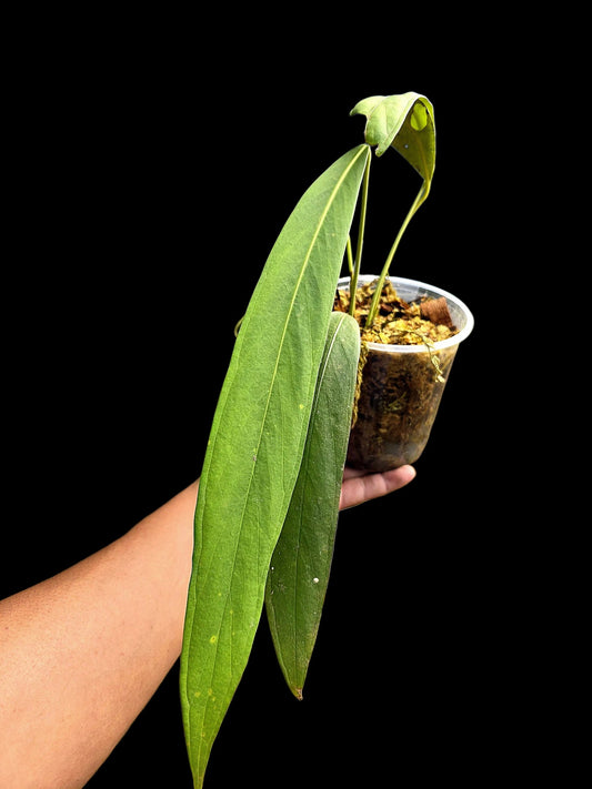 Anthurium Oblitum Croat (EXACT PLANT)