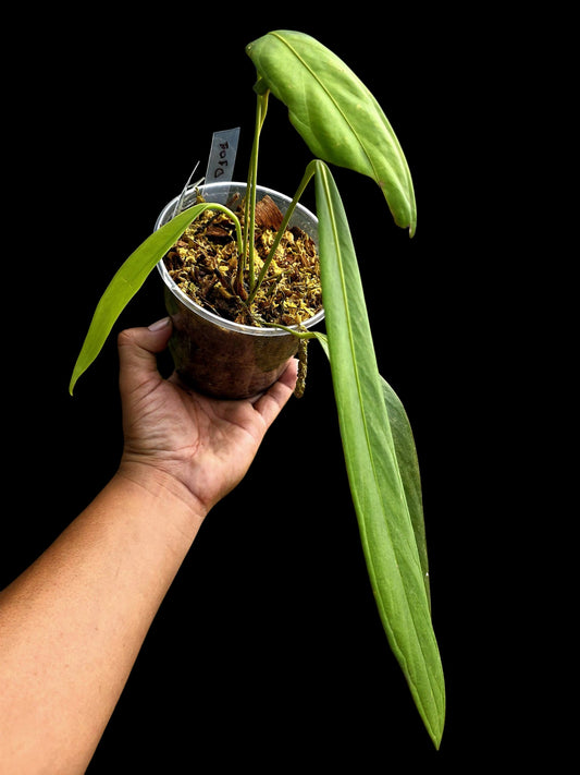 Anthurium Oblitum Croat (EXACT PLANT)