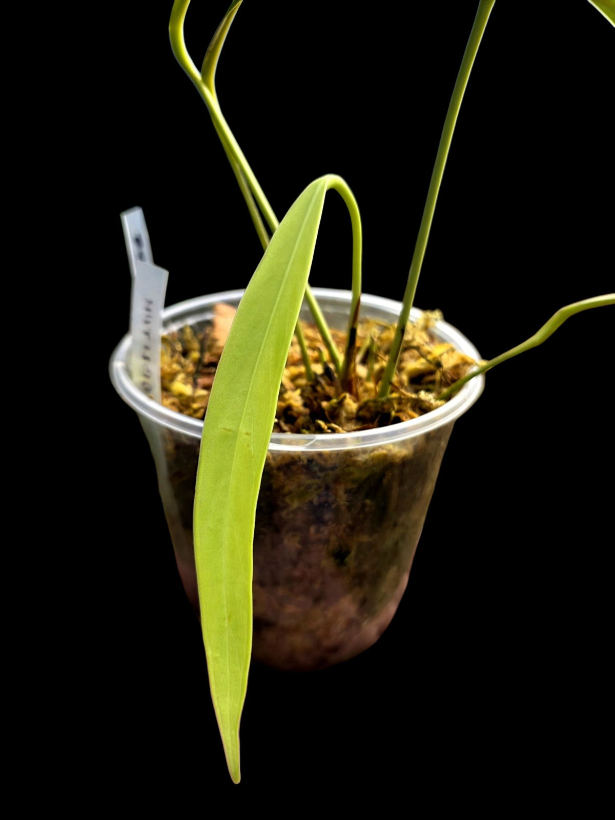 Anthurium Oblitum Croat (EXACT PLANT)