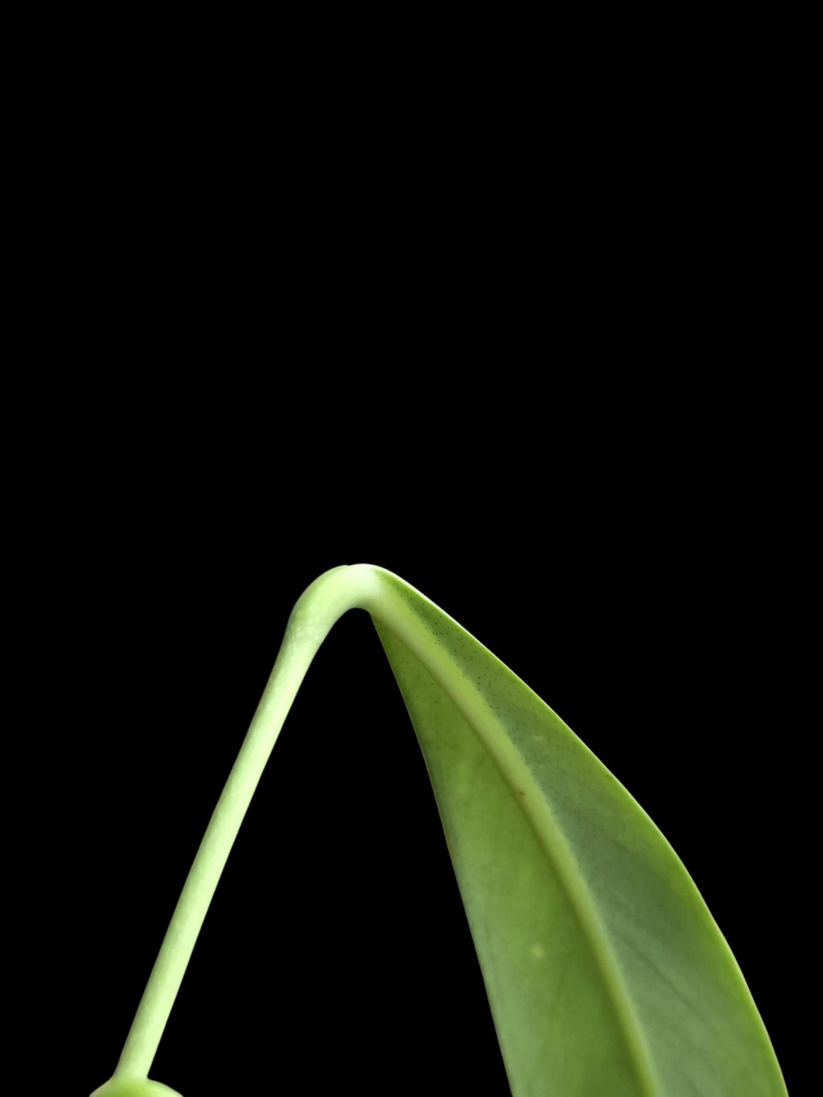 Anthurium Oblitum Croat (EXACT PLANT)