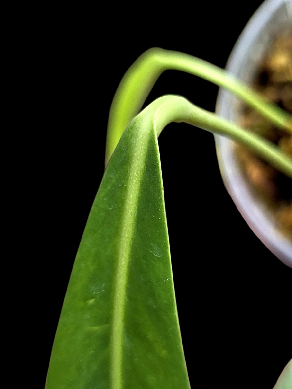 Anthurium Oblitum Croat (EXACT PLANT)