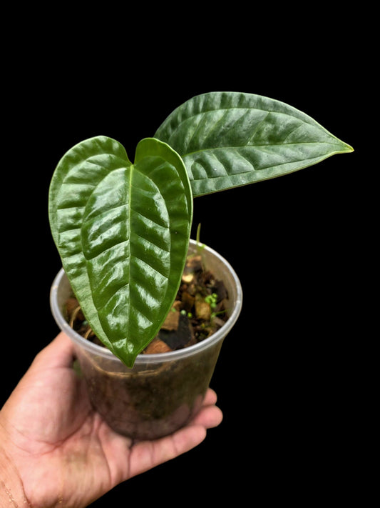 Anthurium Garskinii Croat with 2 Leaves (EXACT PLANT)