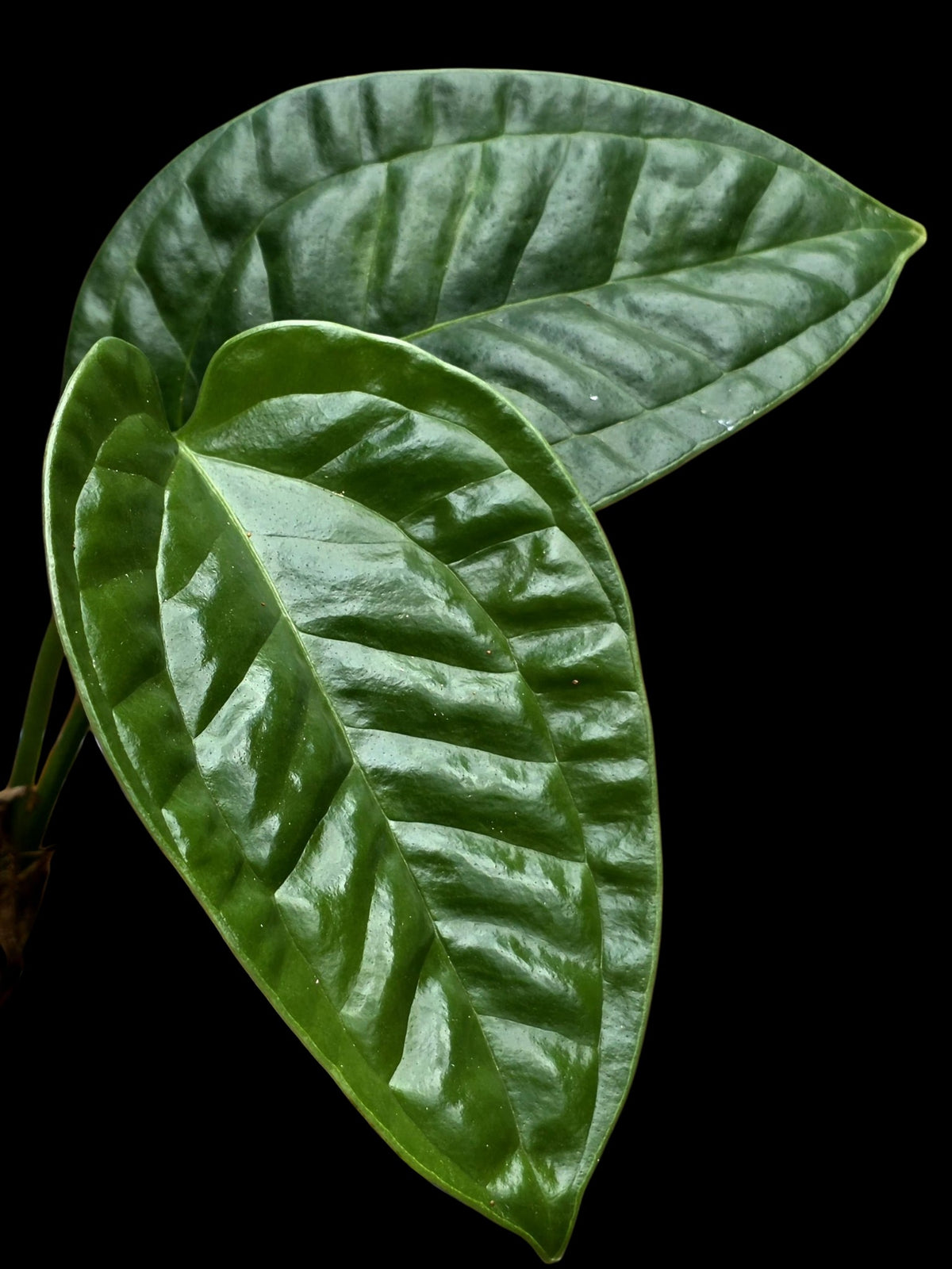 Anthurium Garskinii Croat with 2 Leaves (EXACT PLANT)