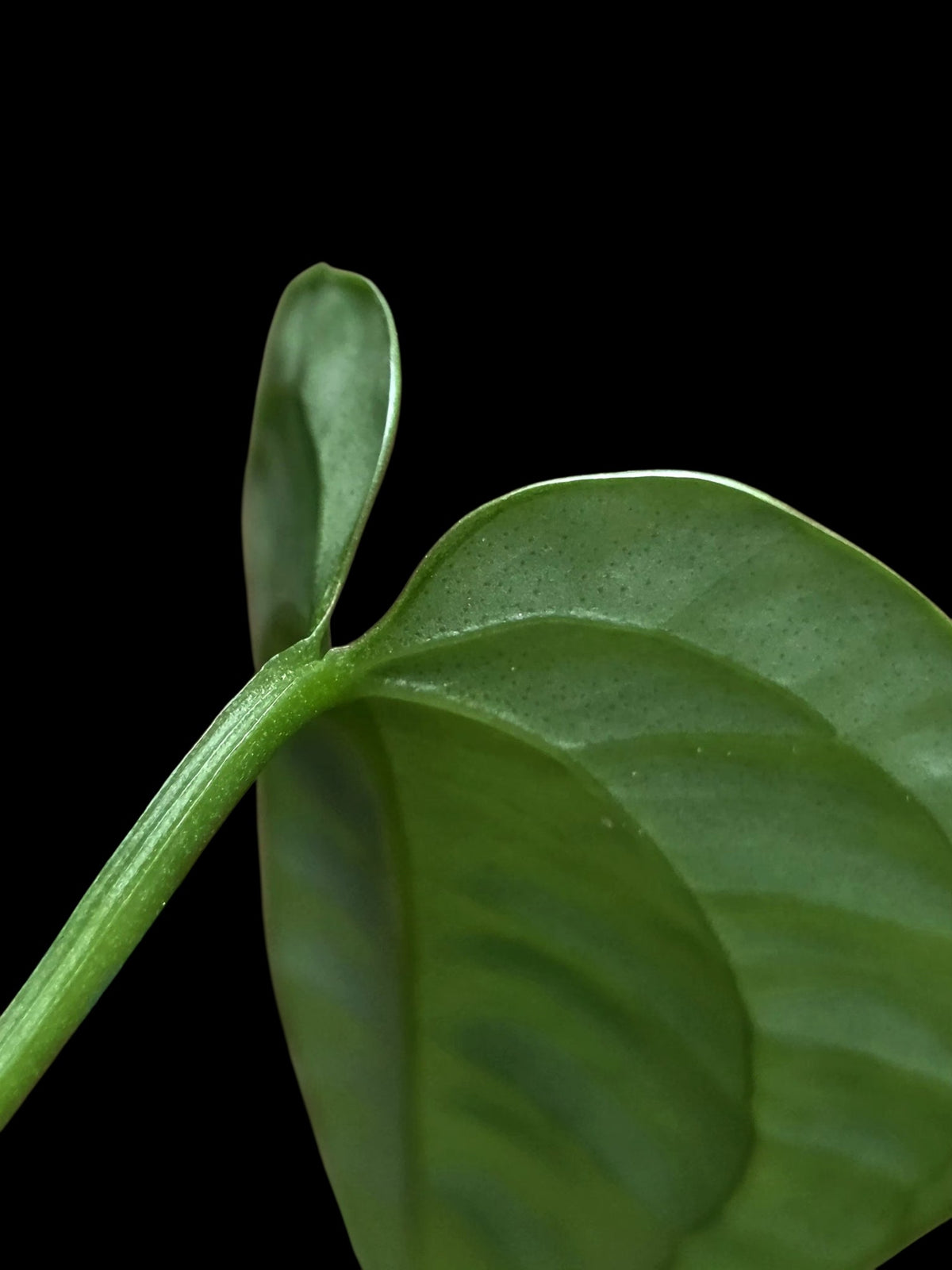 Anthurium Garskinii Croat with 2 Leaves (EXACT PLANT)