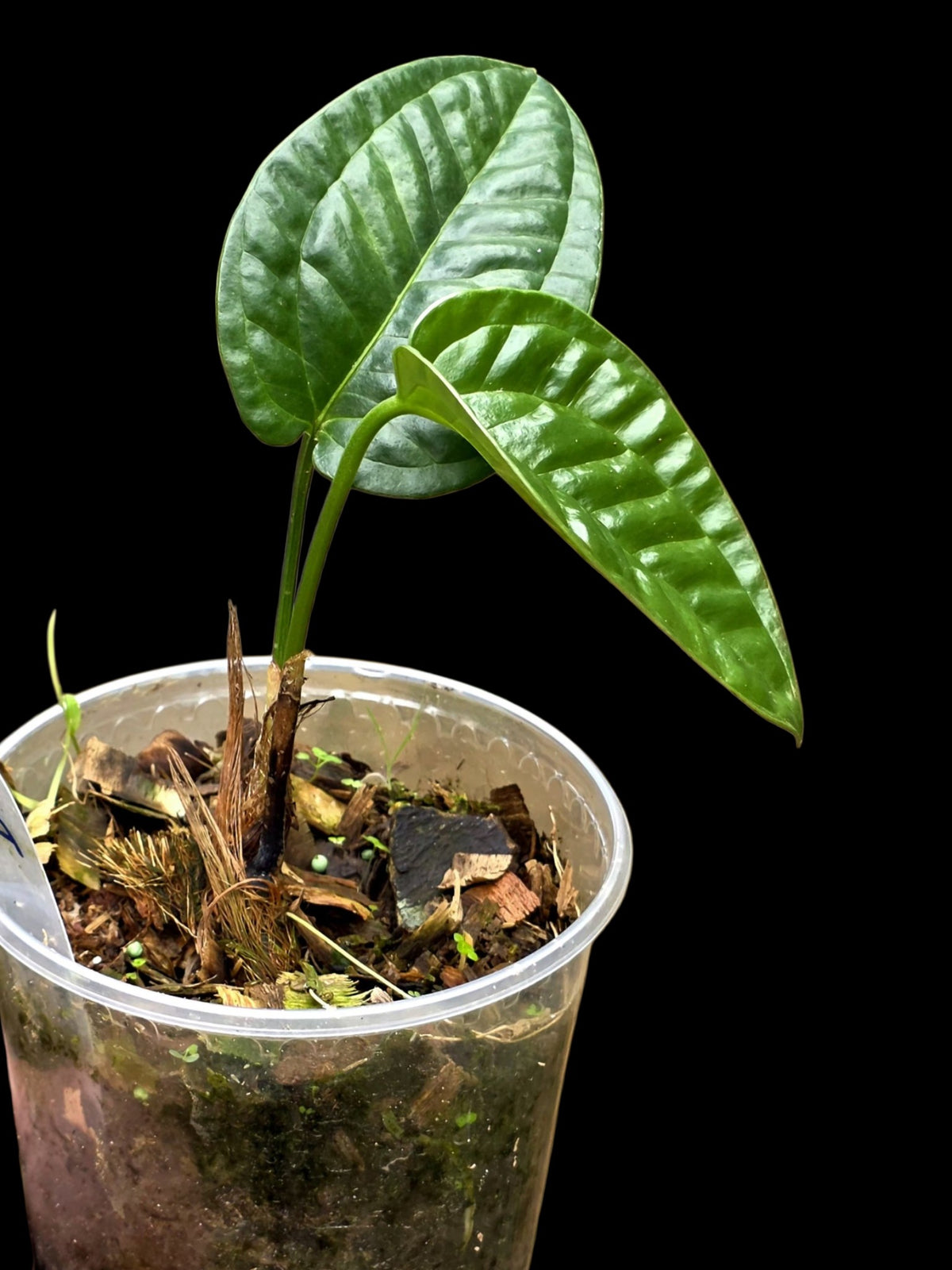 Anthurium Garskinii Croat with 2 Leaves (EXACT PLANT)