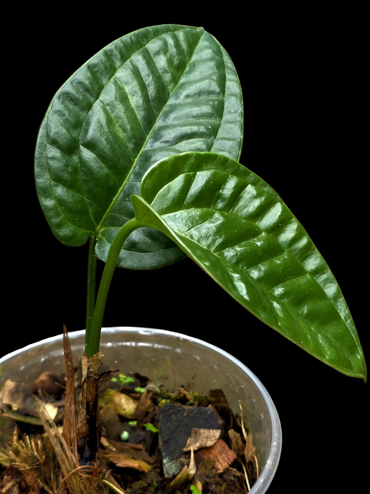 Anthurium Garskinii Croat with 2 Leaves (EXACT PLANT)