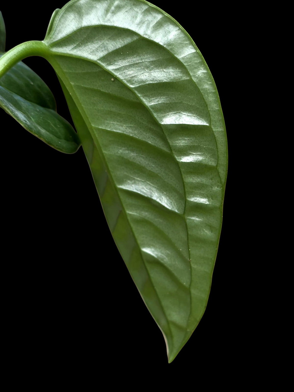 Anthurium Garskinii Croat with 2 Leaves (EXACT PLANT)