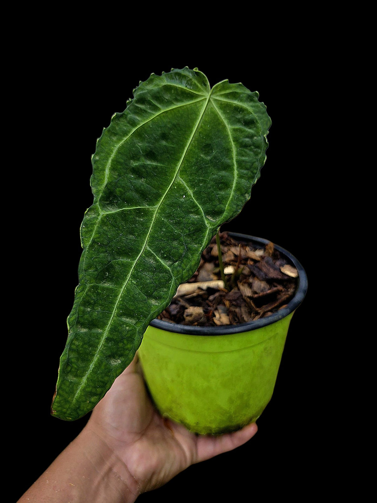 Anthurium sp. 'Andinum Lattice Crispus' Metamorphosis Phenotype (EXACT PLANT)