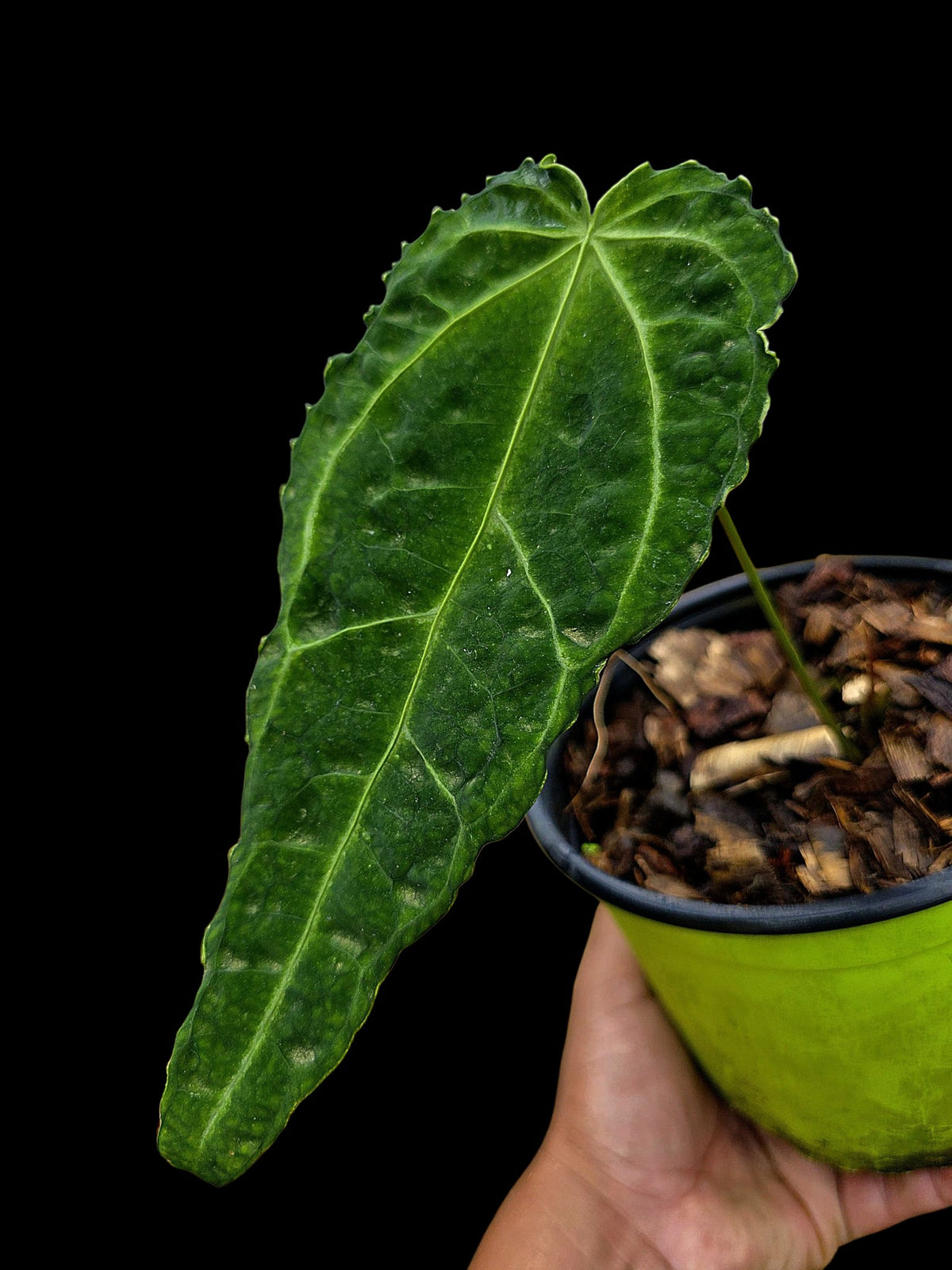 Anthurium sp. 'Andinum Lattice Crispus' Metamorphosis Phenotype (EXACT PLANT)