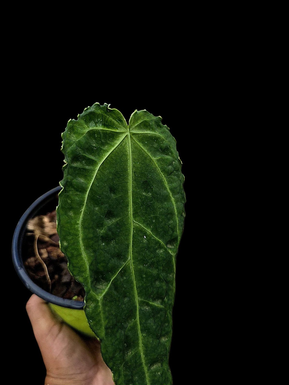 Anthurium sp. 'Andinum Lattice Crispus' Metamorphosis Phenotype (EXACT PLANT)