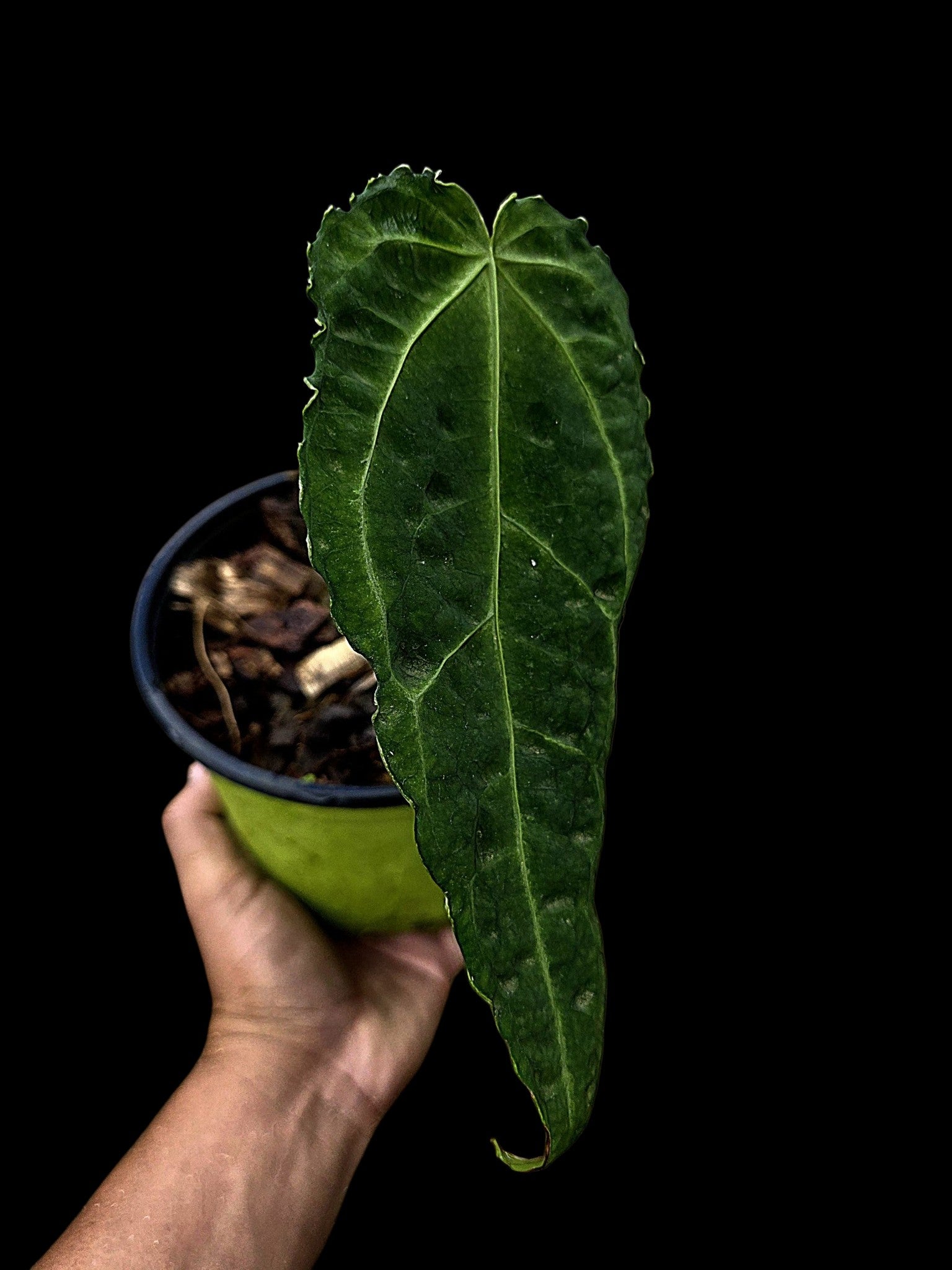 Anthurium sp. 'Andinum Lattice Crispus' Metamorphosis Phenotype (EXACT PLANT)