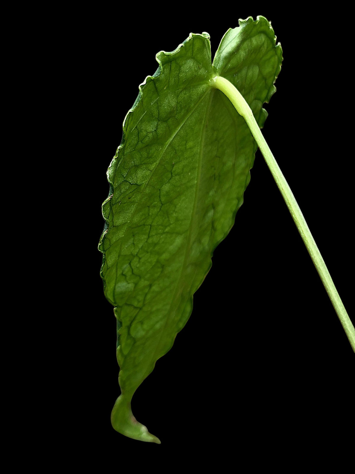 Anthurium sp. 'Andinum Lattice Crispus' Metamorphosis Phenotype (EXACT PLANT)