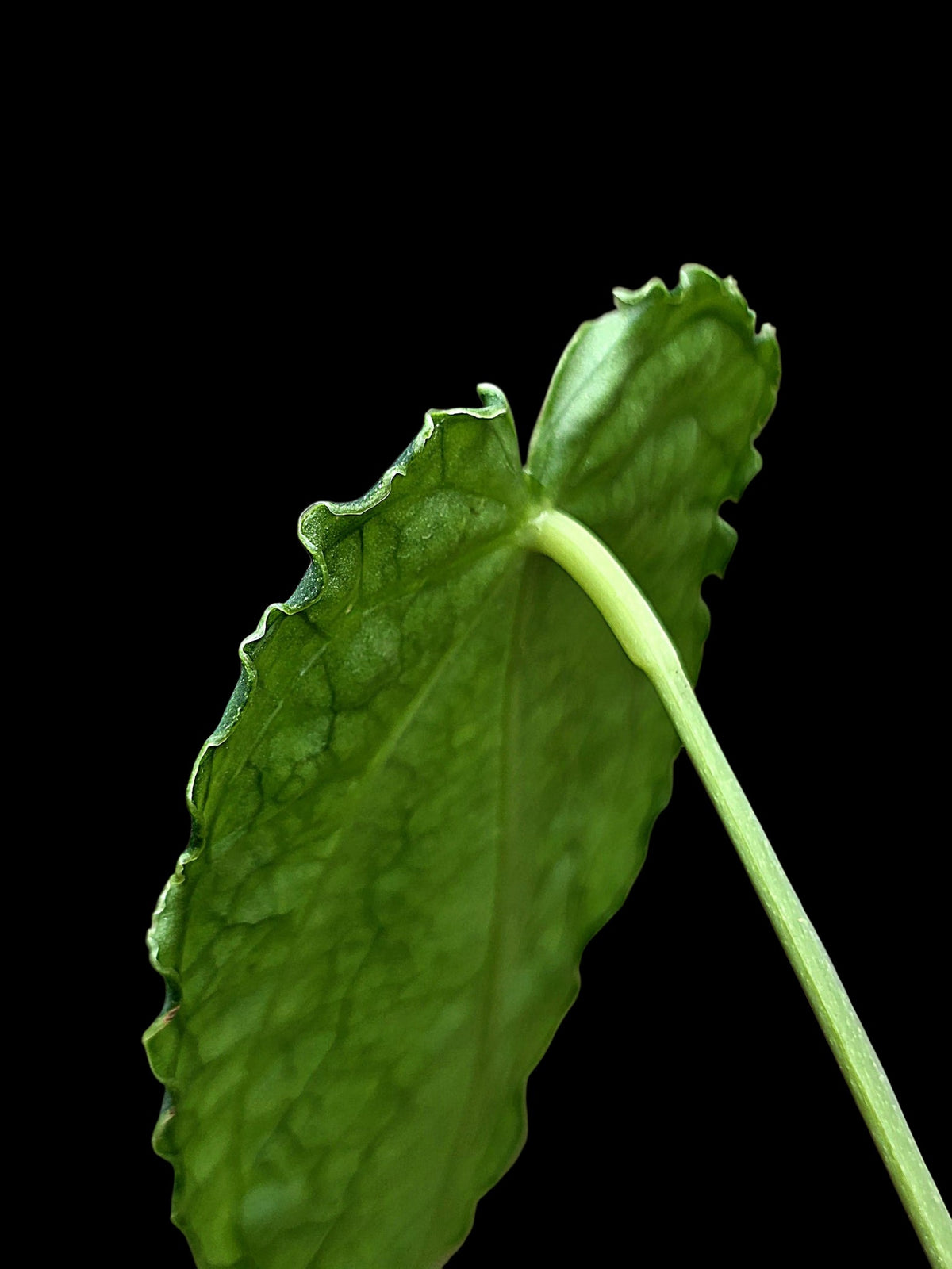 Anthurium sp. 'Andinum Lattice Crispus' Metamorphosis Phenotype (EXACT PLANT)