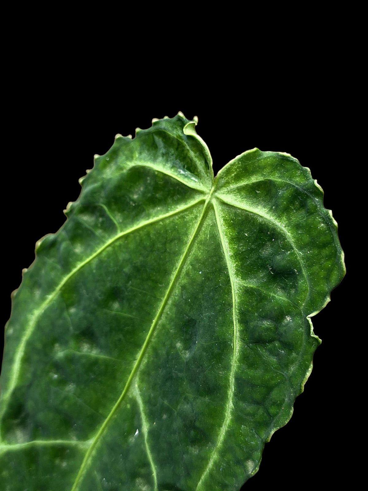 Anthurium sp. 'Andinum Lattice Crispus' Metamorphosis Phenotype (EXACT PLANT)
