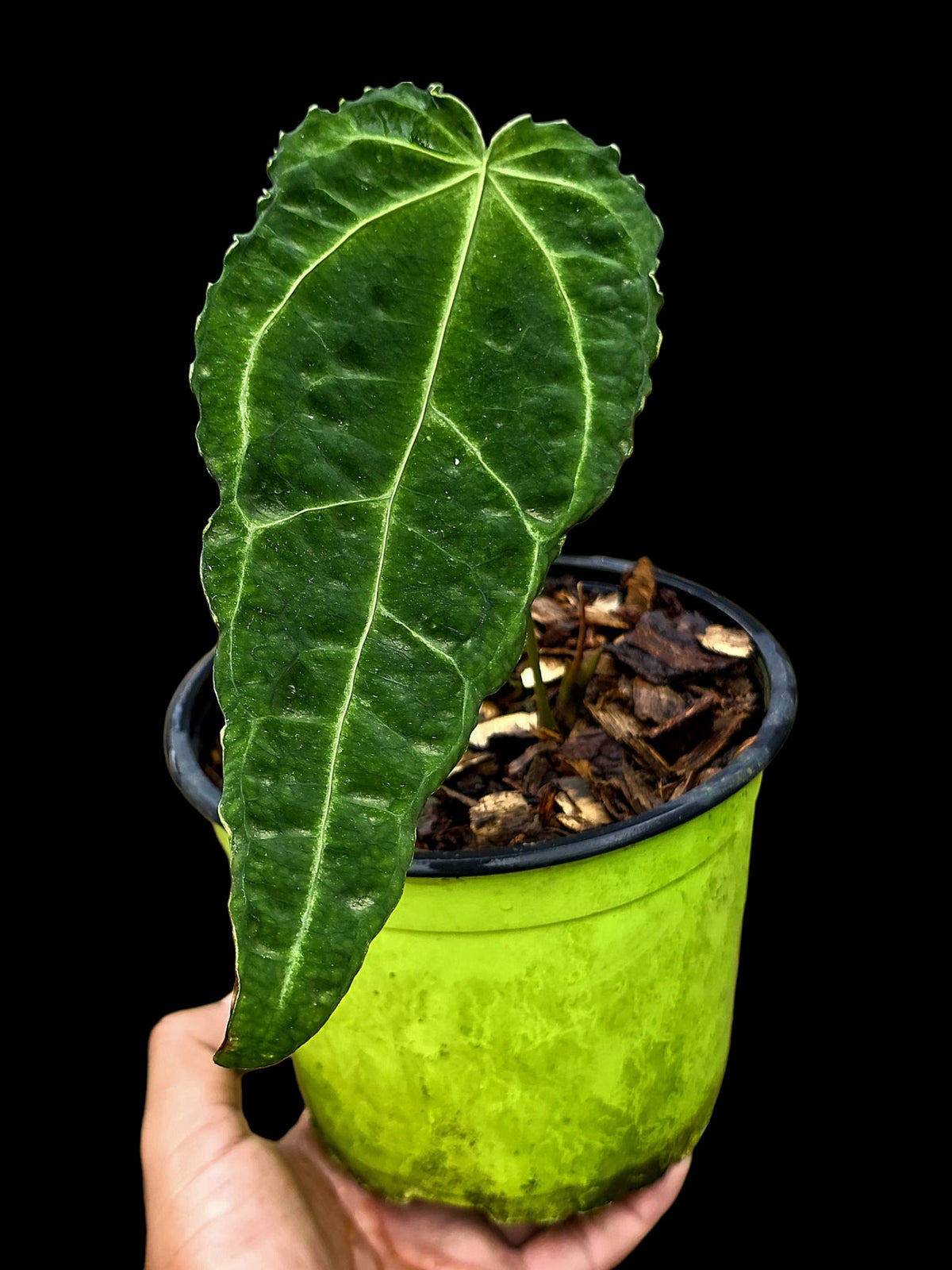 Anthurium sp. 'Andinum Lattice Crispus' Metamorphosis Phenotype (EXACT PLANT)