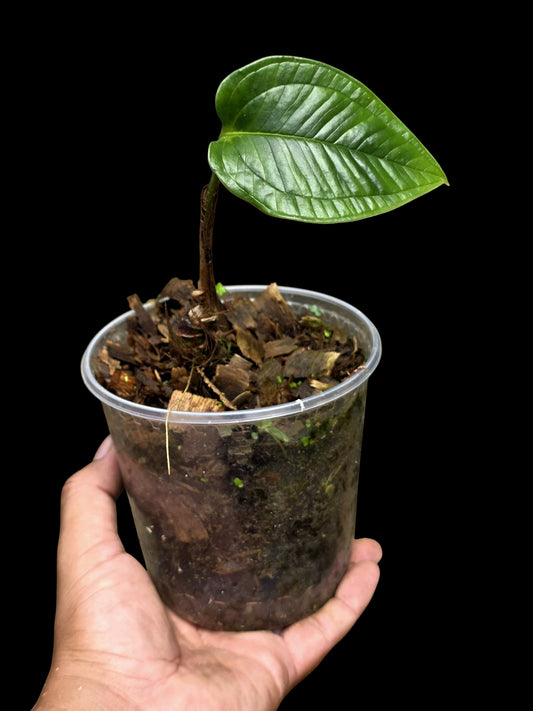 Anthurium Garskinii Croat (EXACT PLANT)