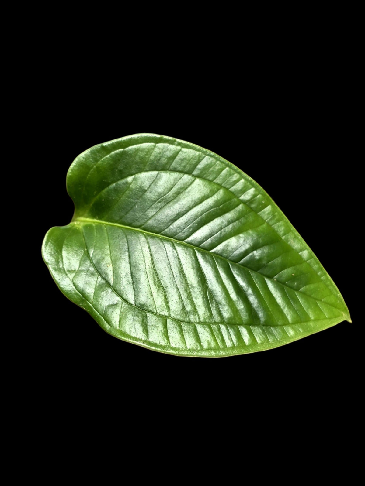 Anthurium Garskinii Croat (EXACT PLANT)