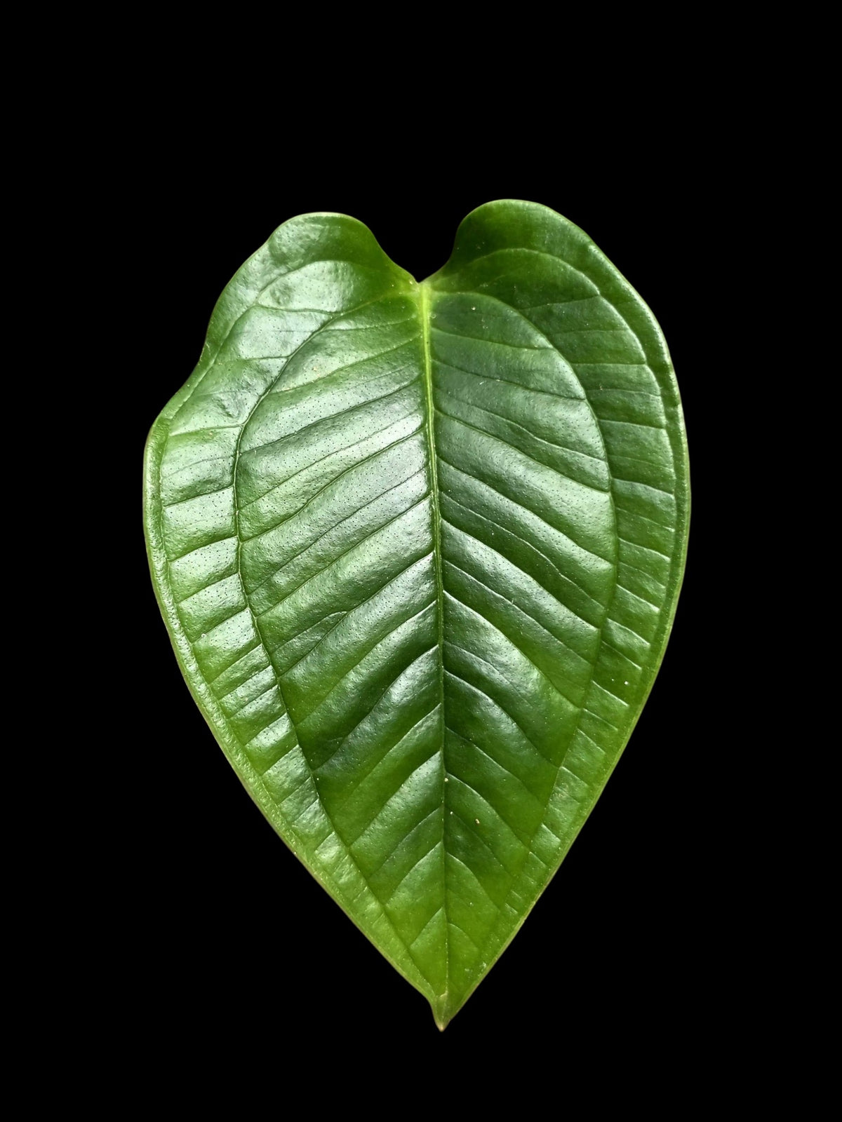 Anthurium Garskinii Croat (EXACT PLANT)
